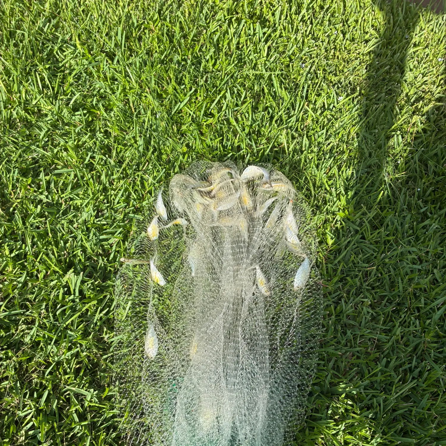 Fish caught on Fishbrain