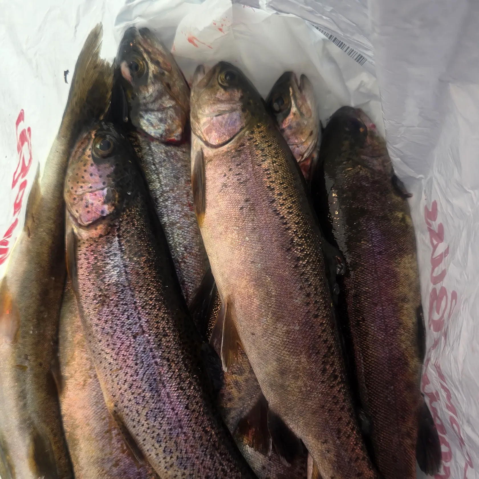 Rainbow trout caught on Fishbrain
