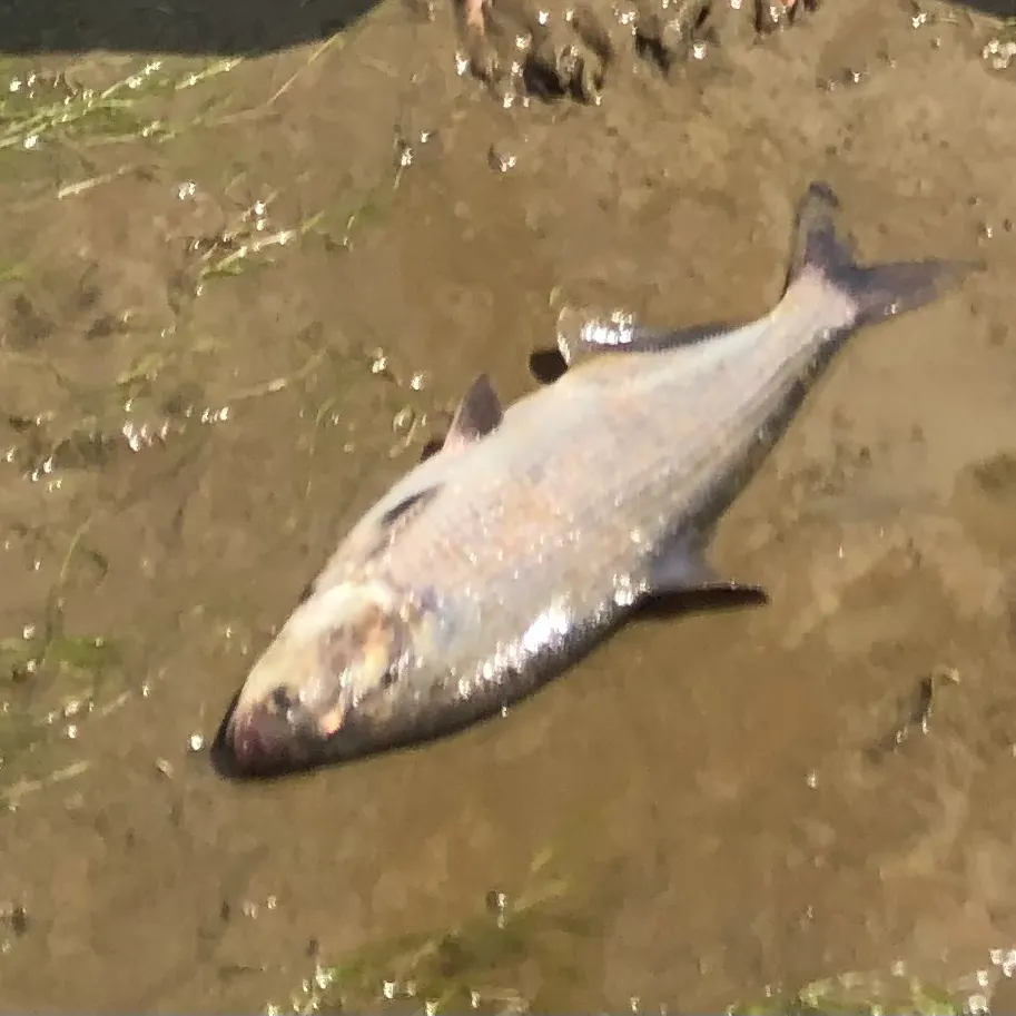 The most recent American shad catches on Fishbrain