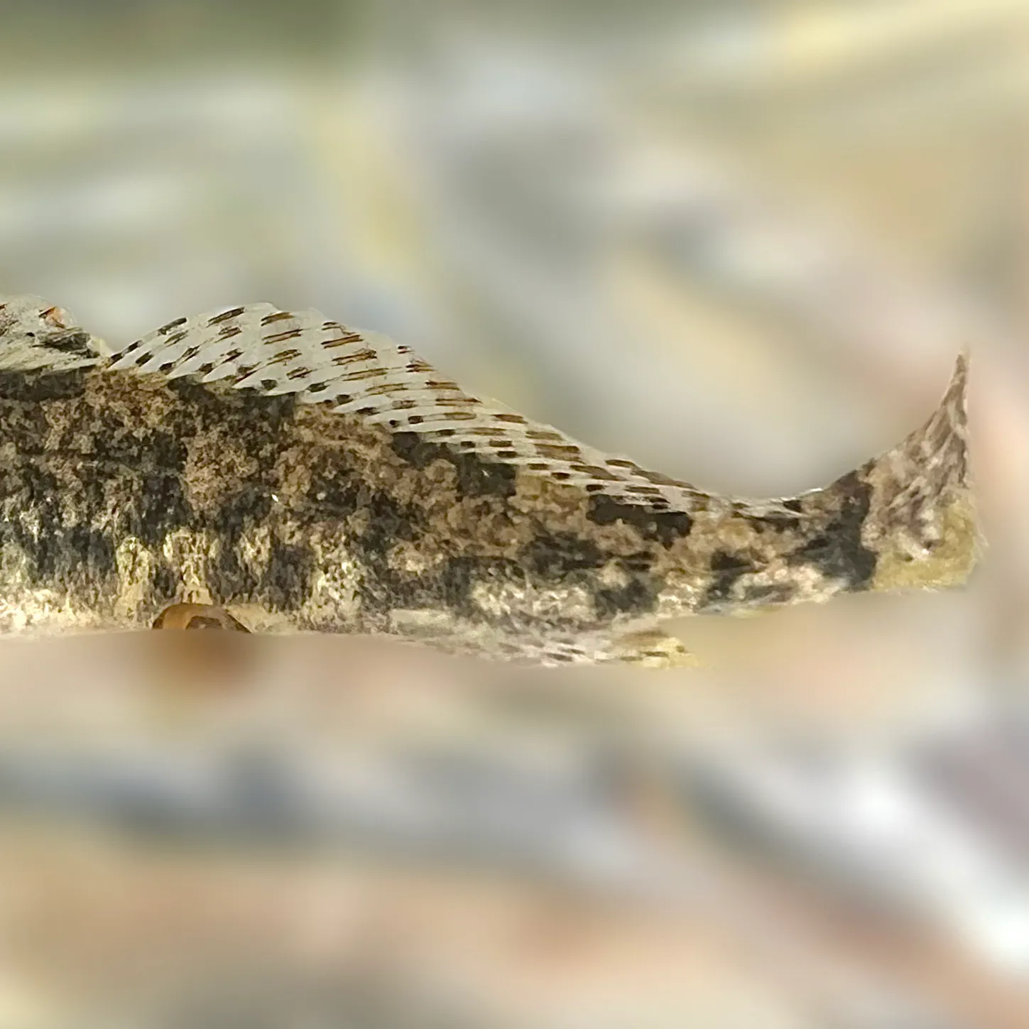 The most recent Prickly sculpin catches on Fishbrain
