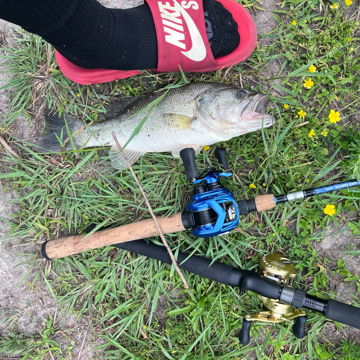 Largemouth bass caught on Fishbrain