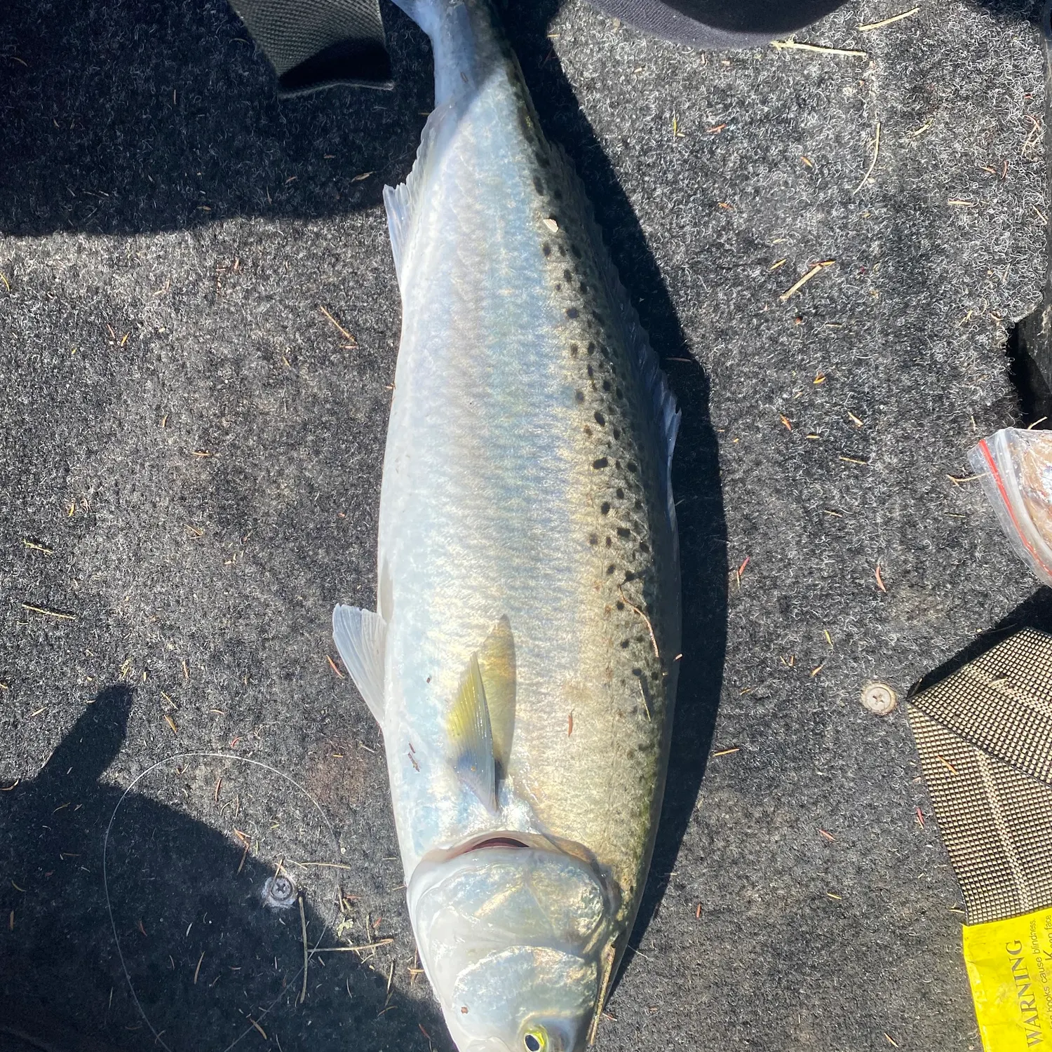 Eastern Australian salmon caught on Fishbrain