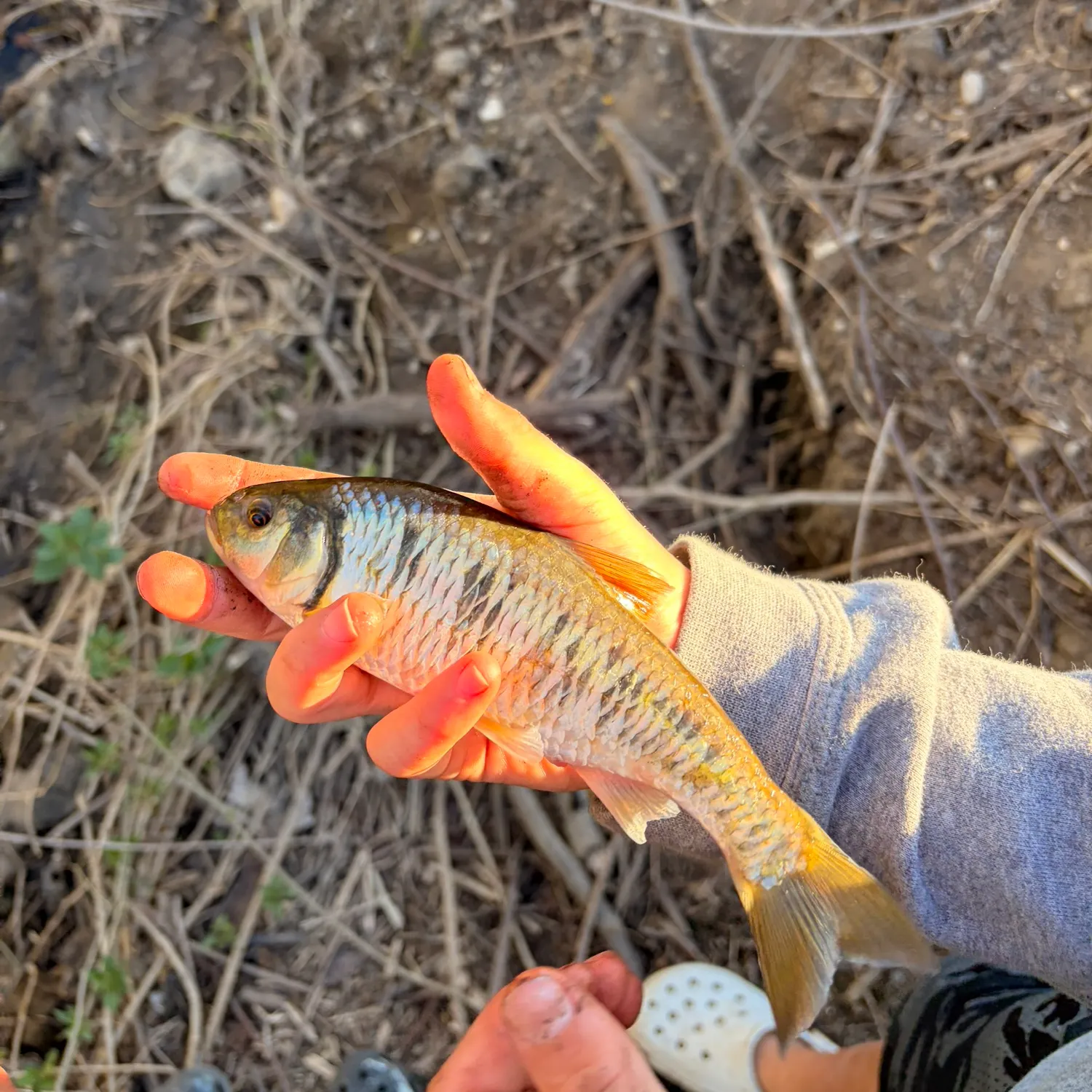Striped shiner caught on Fishbrain