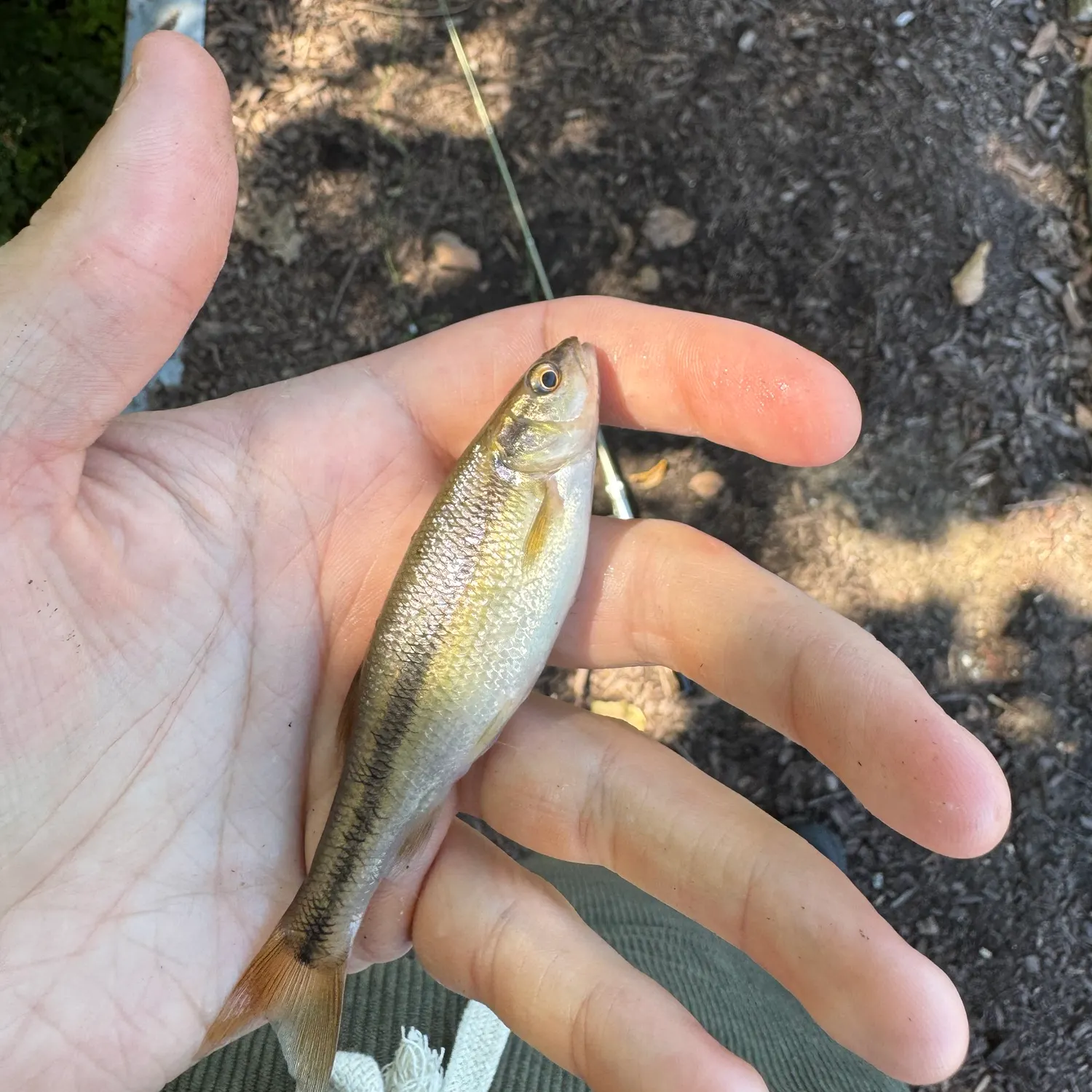 Creek chub caught on Fishbrain