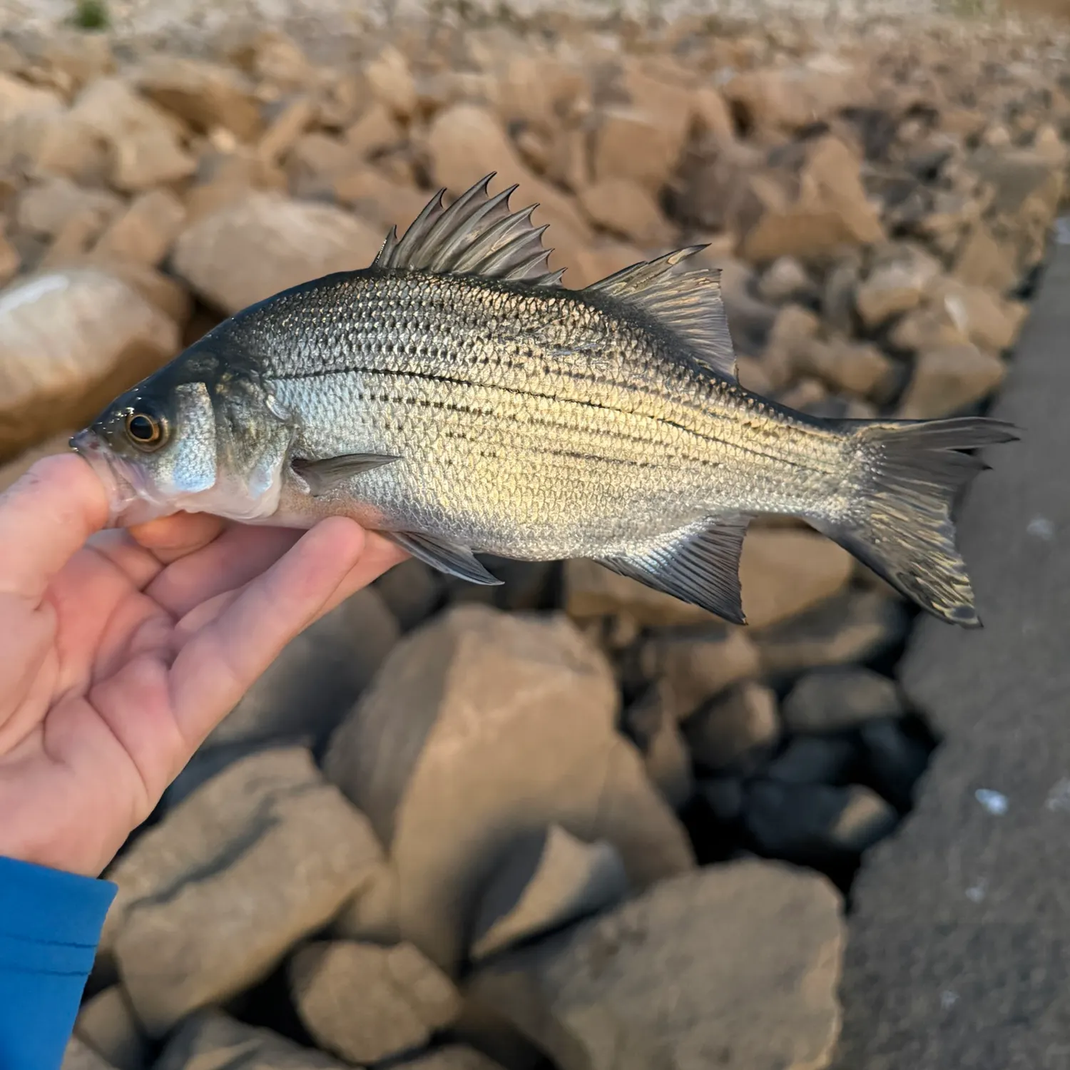 White bass caught on Fishbrain