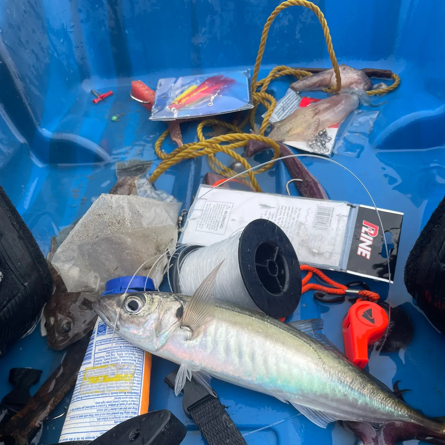 The most recent Pacific chub mackerel catches on Fishbrain