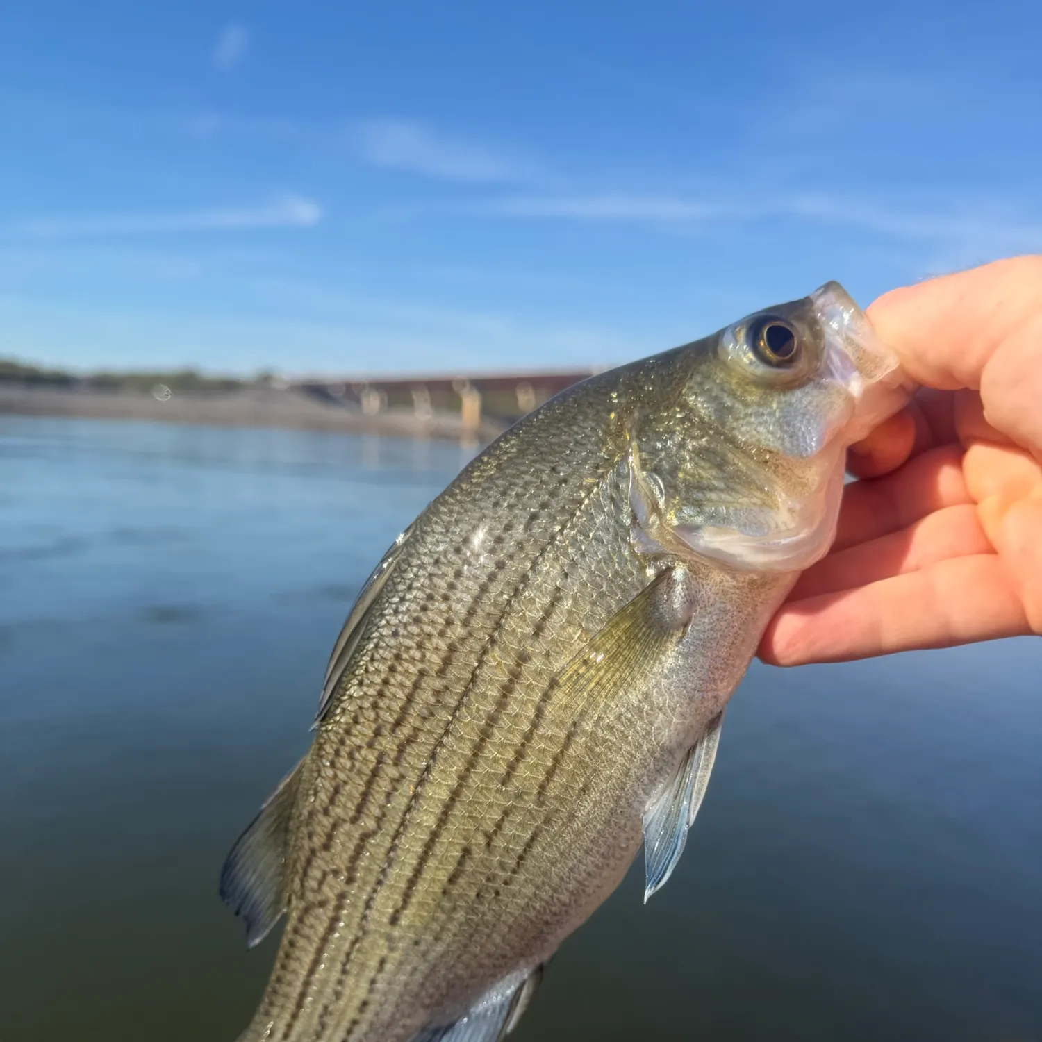 White bass caught on Fishbrain