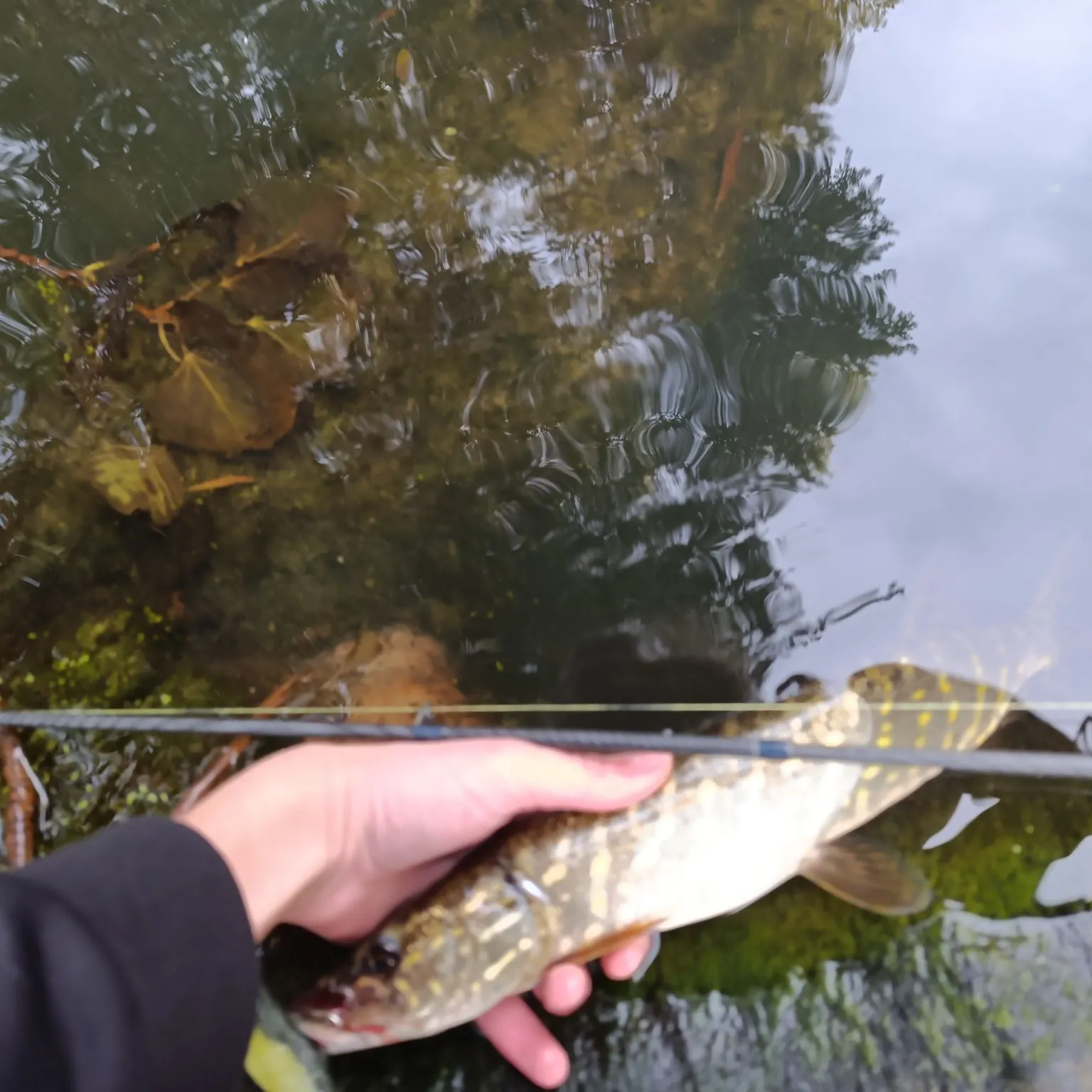 Northern pike caught on Fishbrain