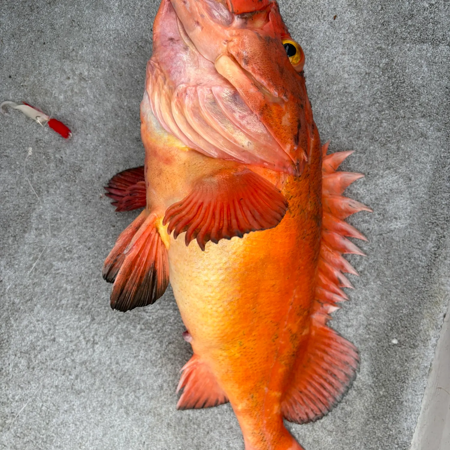 The most recent Yelloweye rockfish catches on Fishbrain