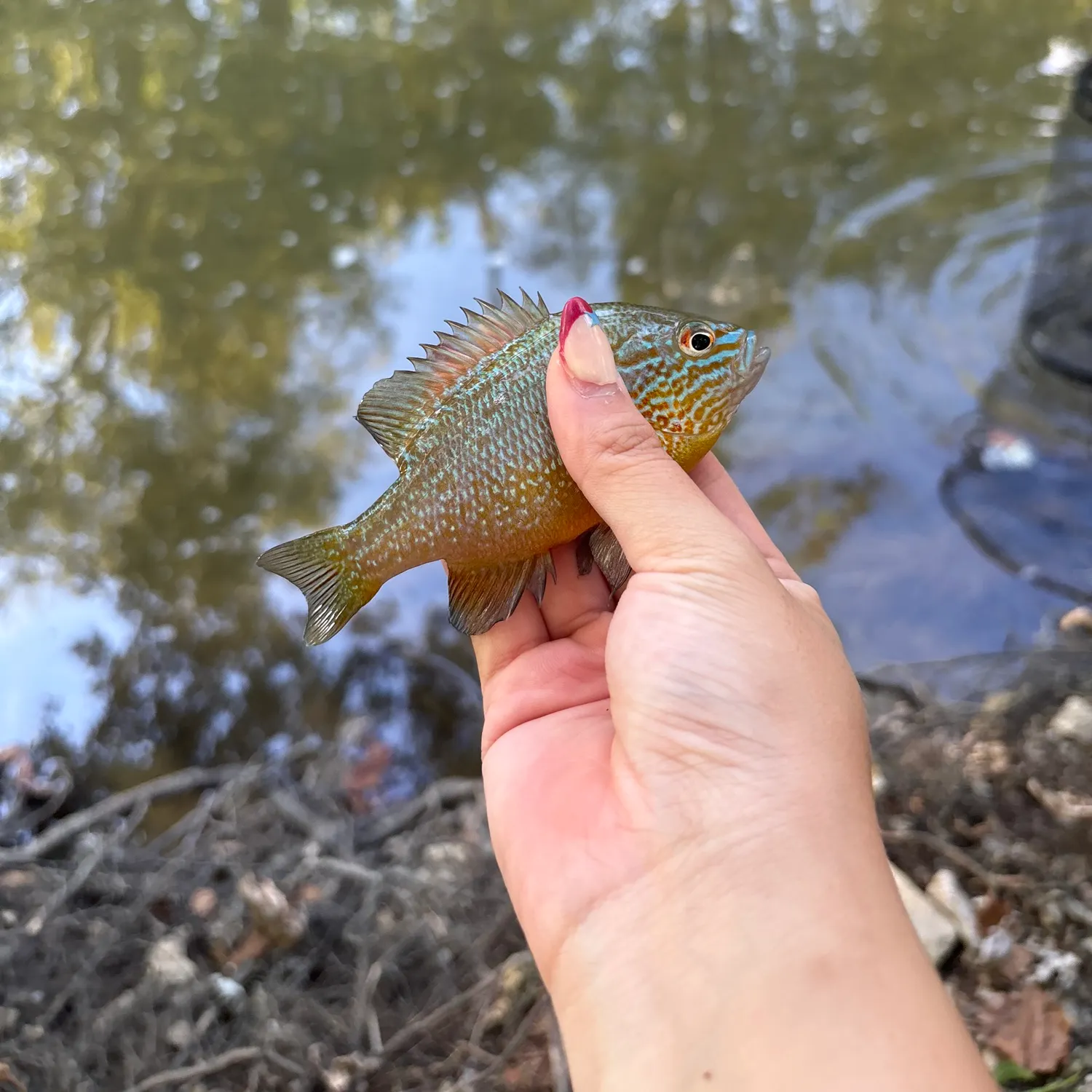 Longear sunfish caught on Fishbrain