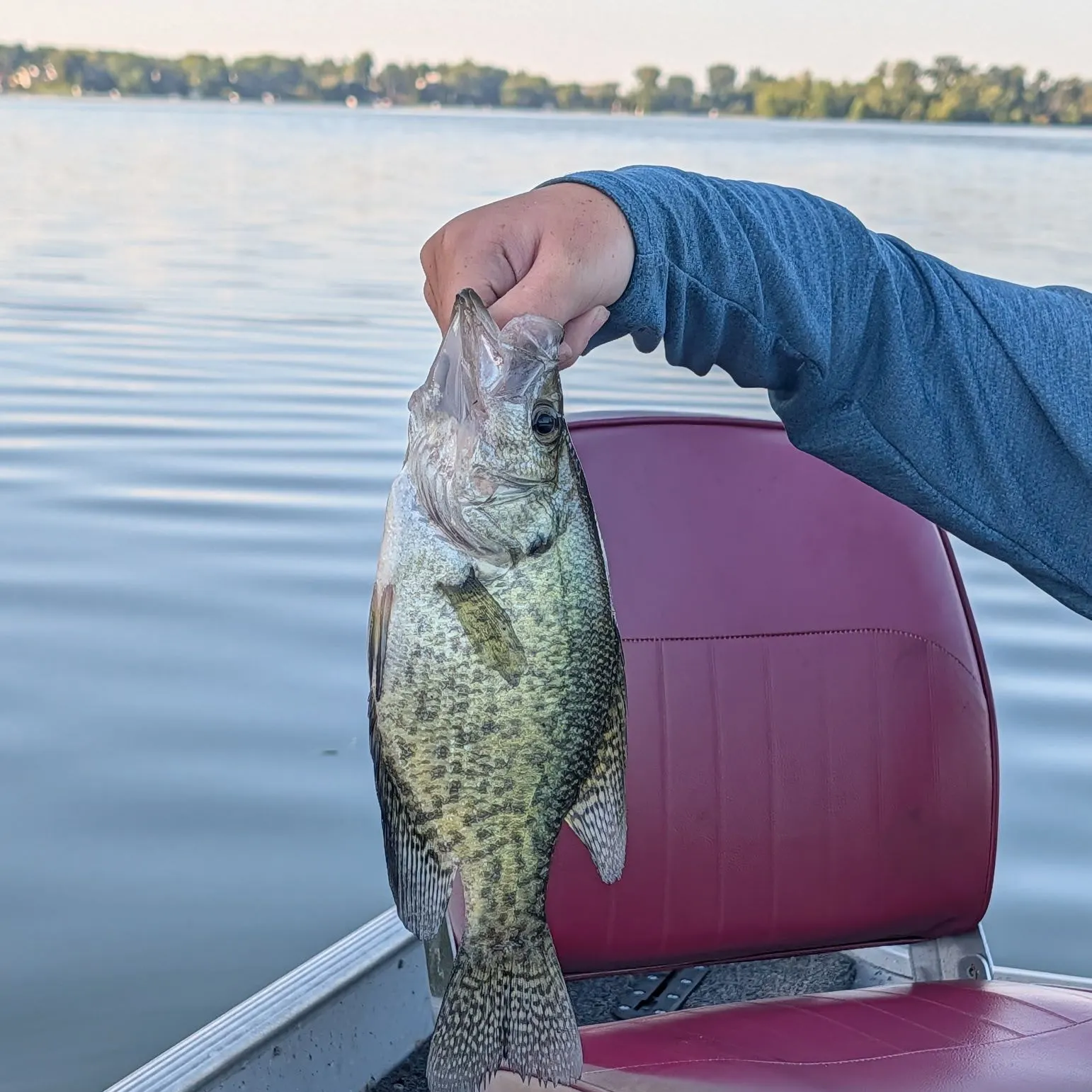 Black crappie caught on Fishbrain