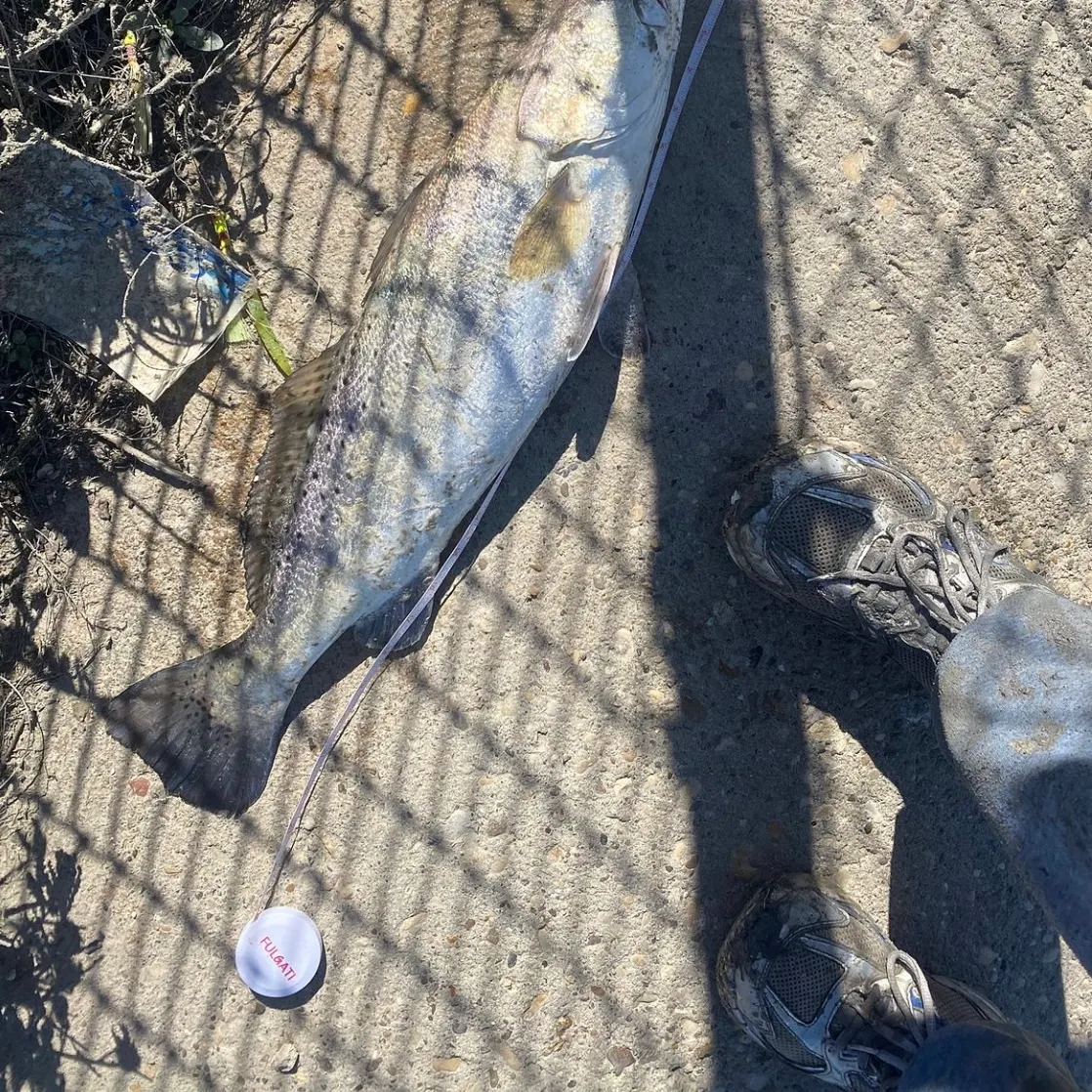 Spotted seatrout caught on Fishbrain