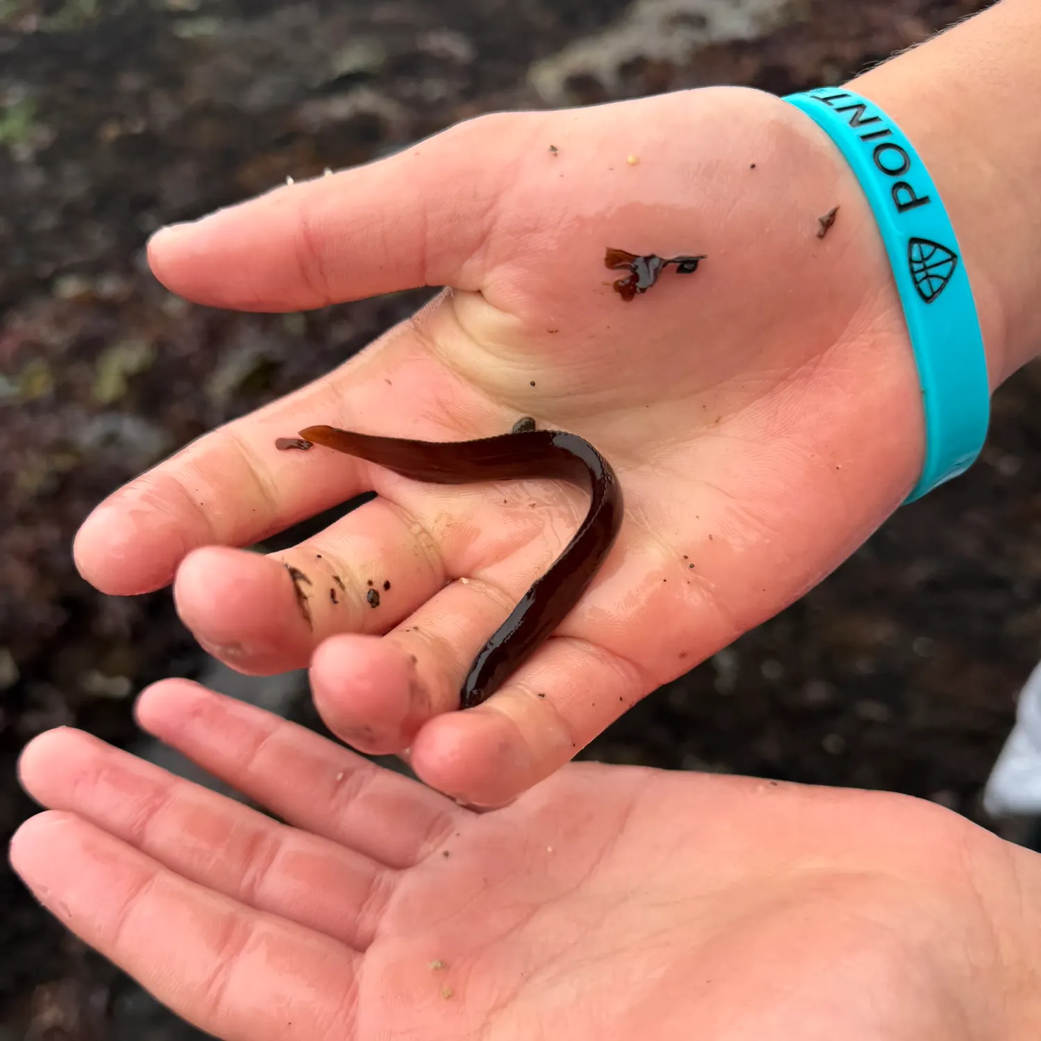 The most recent Rock eel catches on Fishbrain