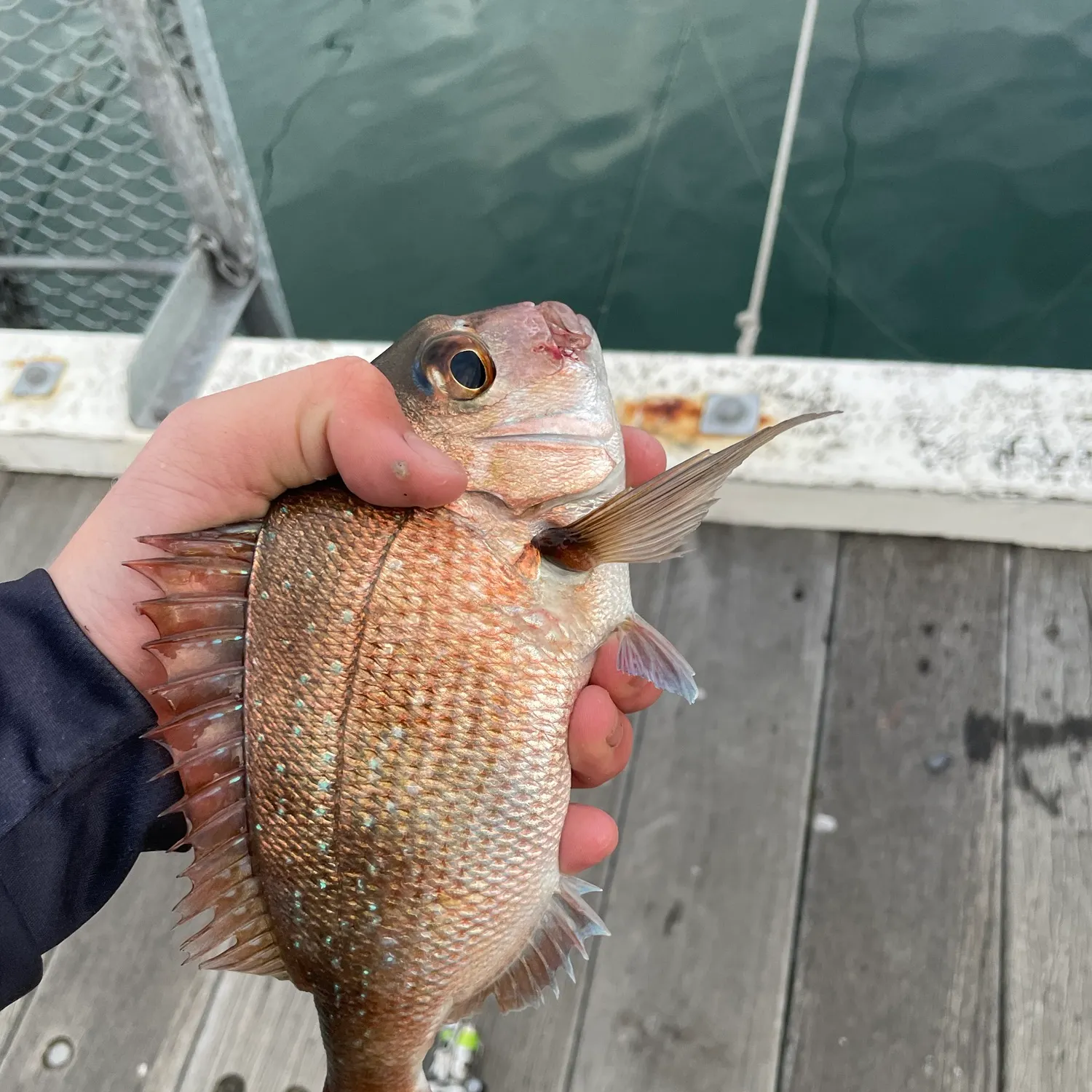 Australasian snapper caught on Fishbrain