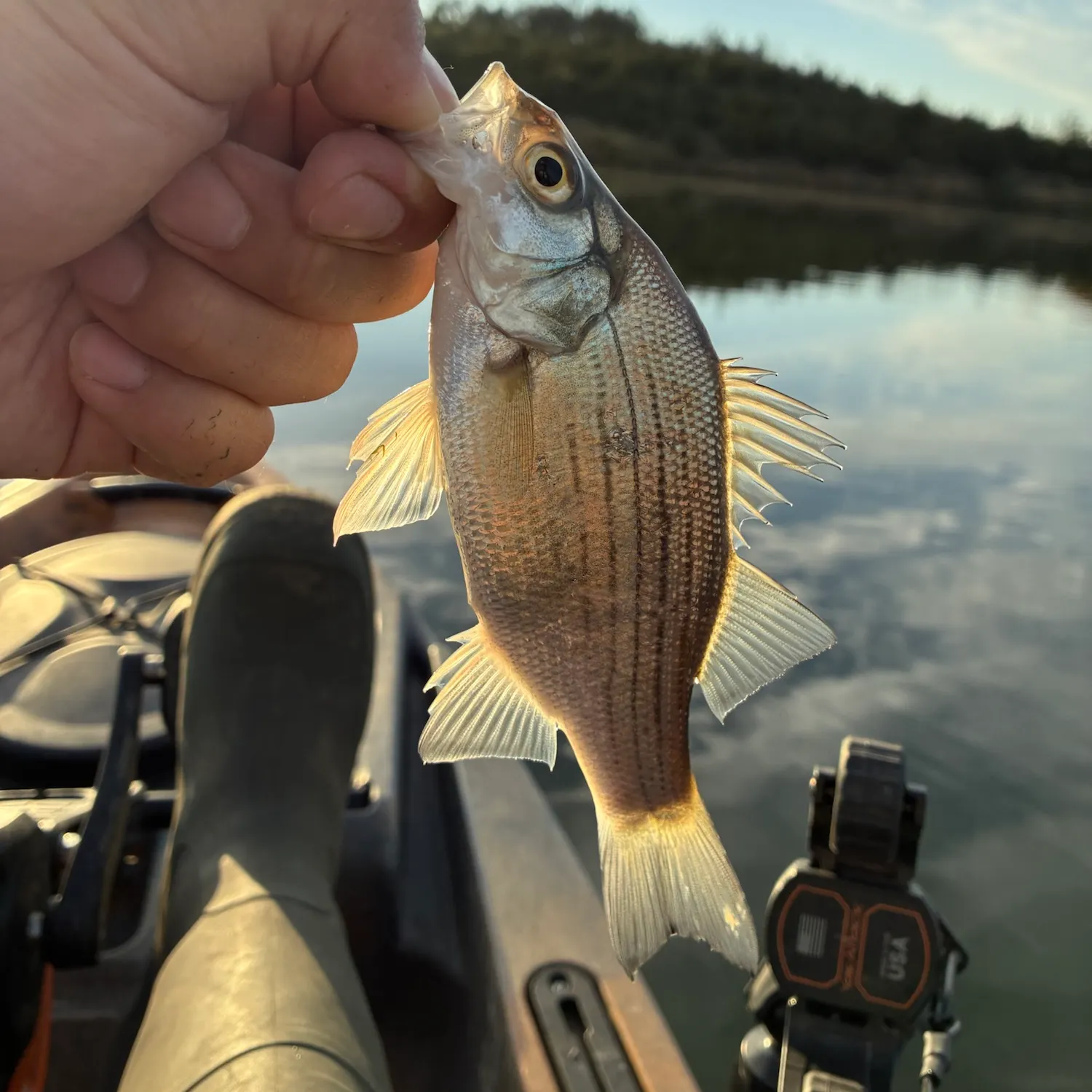 White bass caught on Fishbrain