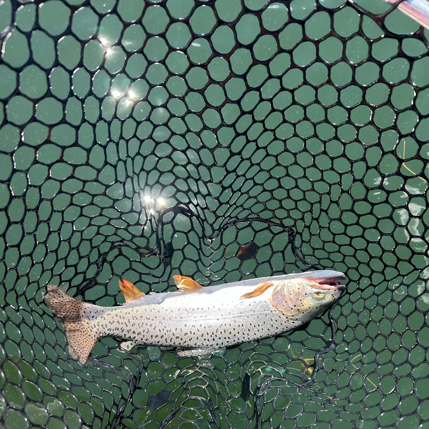 The most recent Bear Lake cutthroat trout catches on Fishbrain