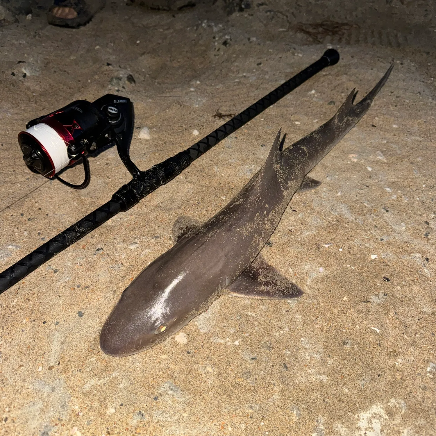 Grey smooth-hound caught on Fishbrain