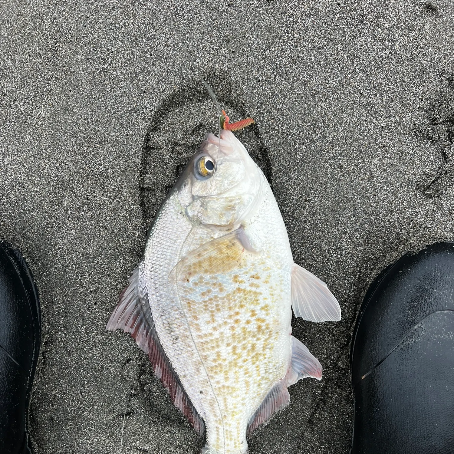 The most recent Redtail surfperch catches on Fishbrain