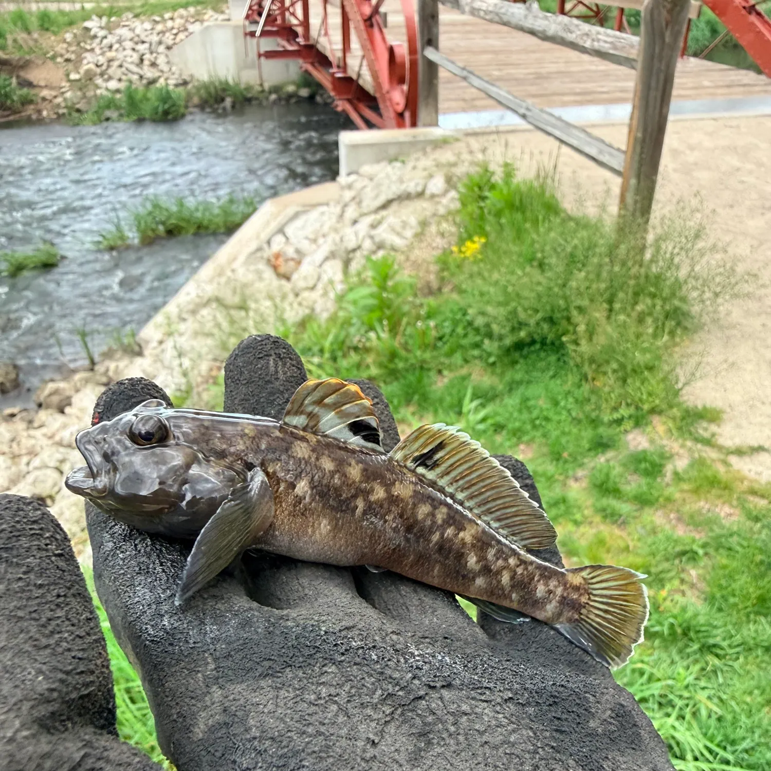 The most recent Round goby catches on Fishbrain