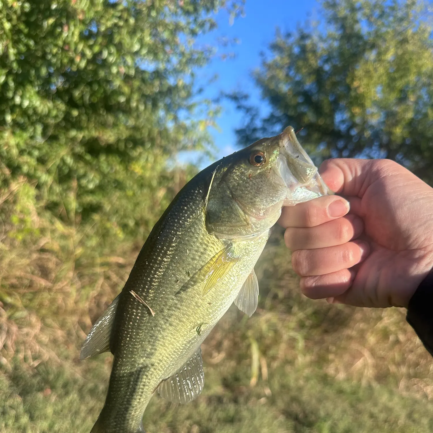 Spotted bass caught on Fishbrain