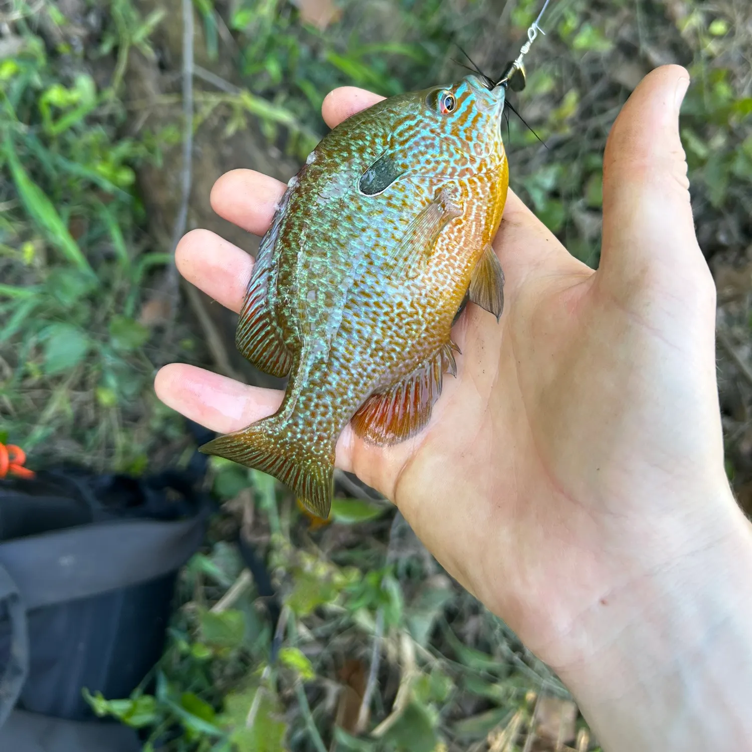 Longear sunfish caught on Fishbrain
