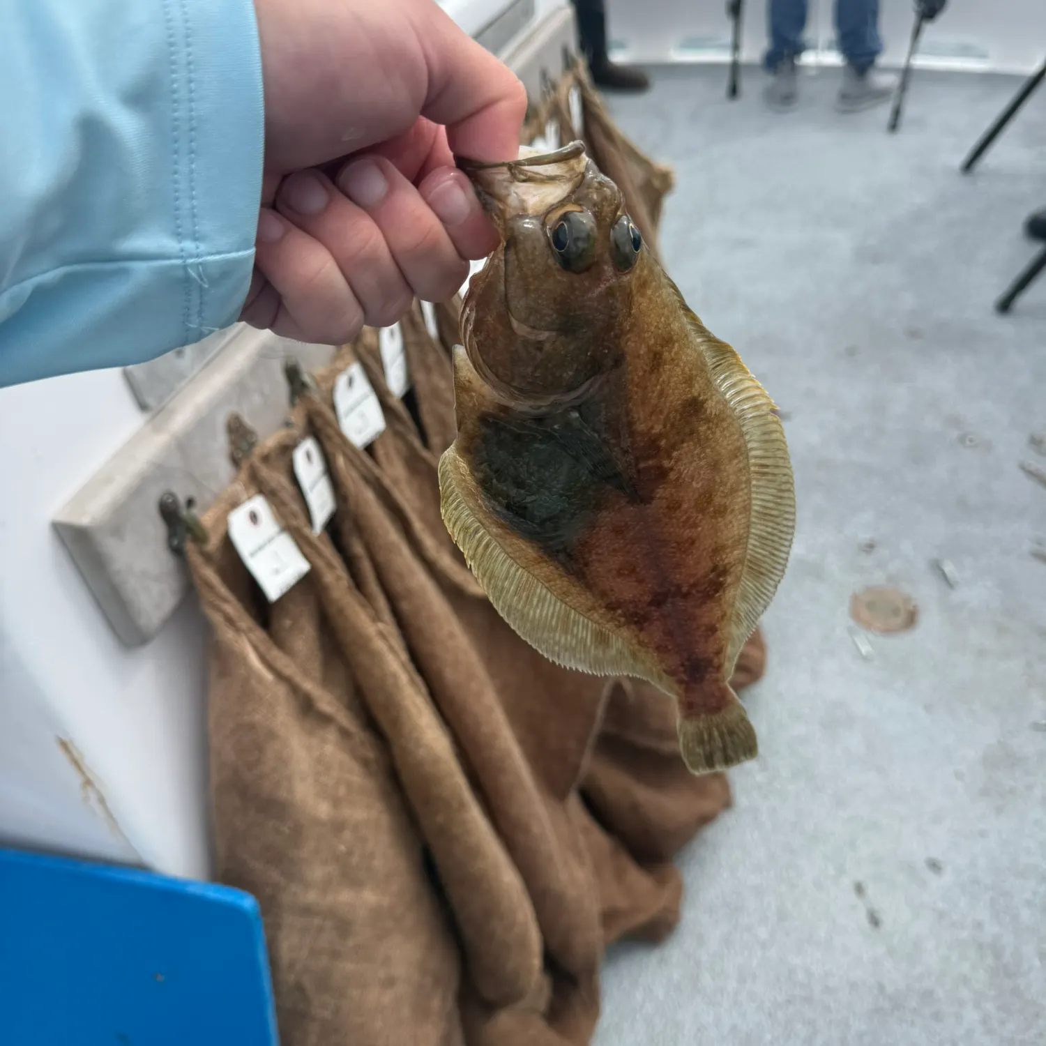 The most recent Pacific sanddab catches on Fishbrain