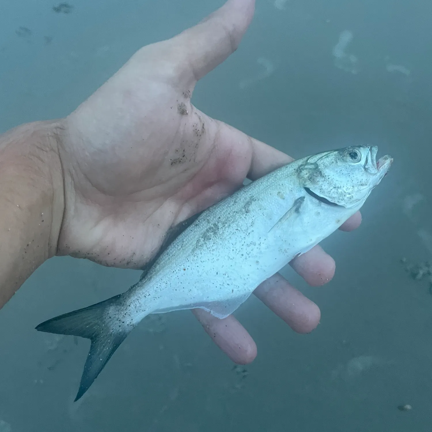 The most recent Atlantic menhaden catches on Fishbrain