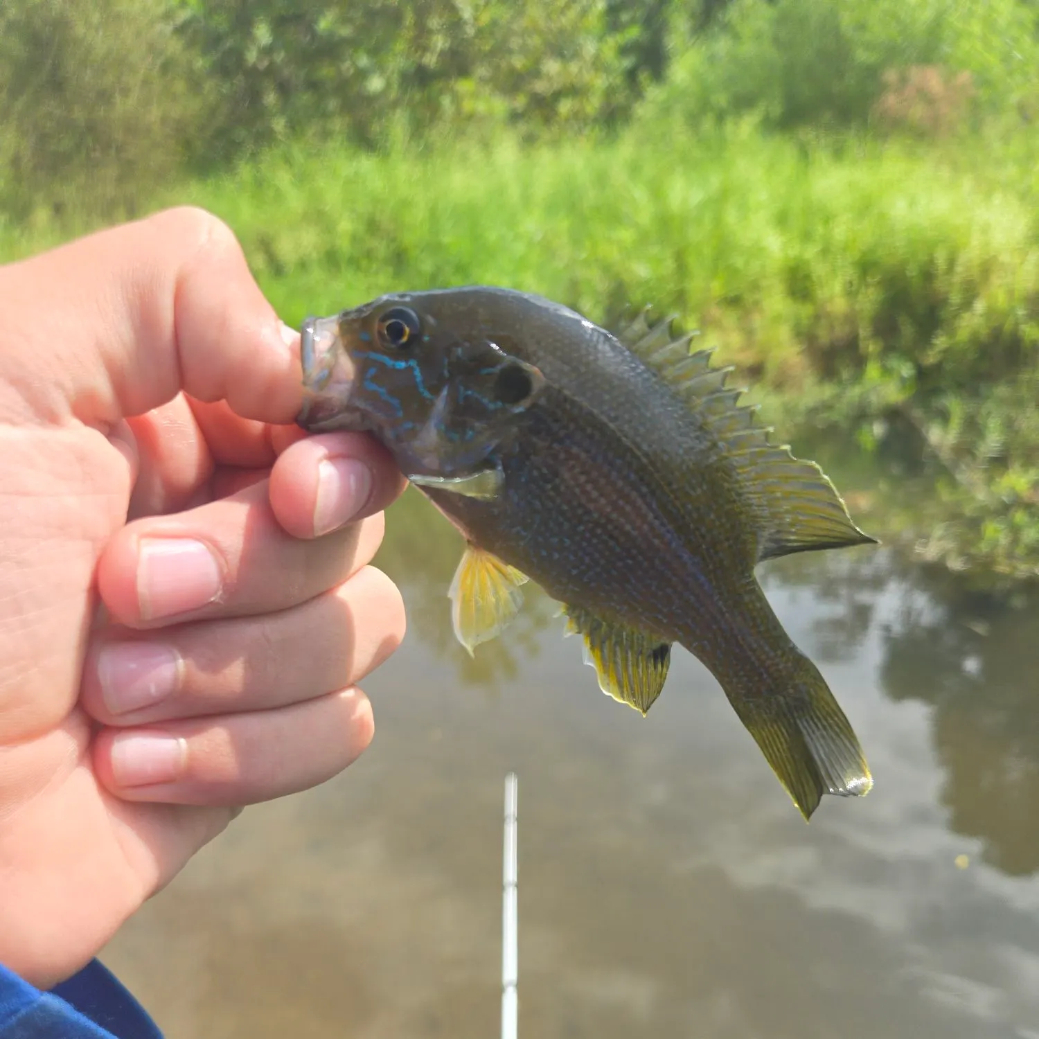 The most recent Green sunfish catches on Fishbrain