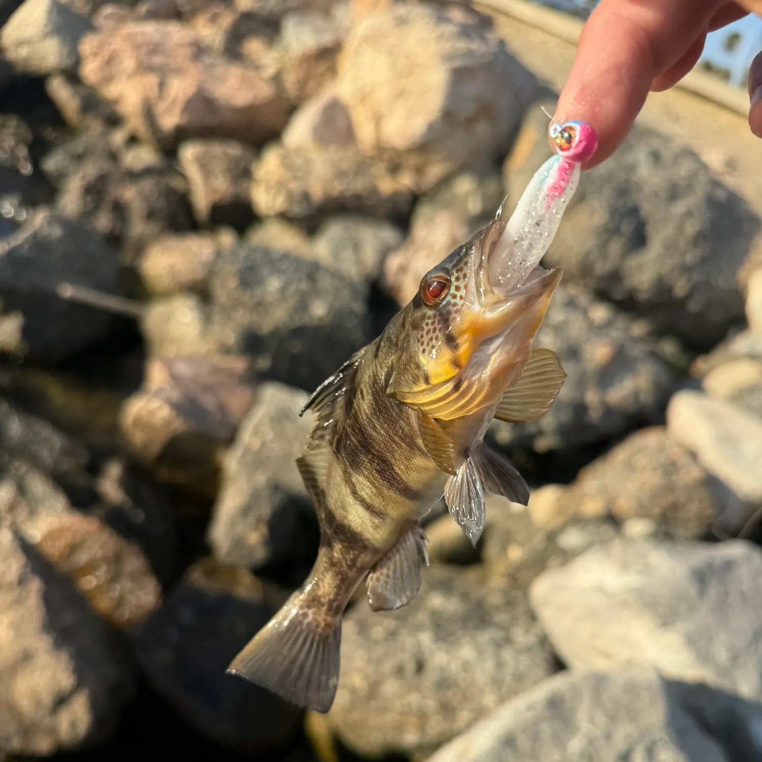 Barred sand bass caught on Fishbrain