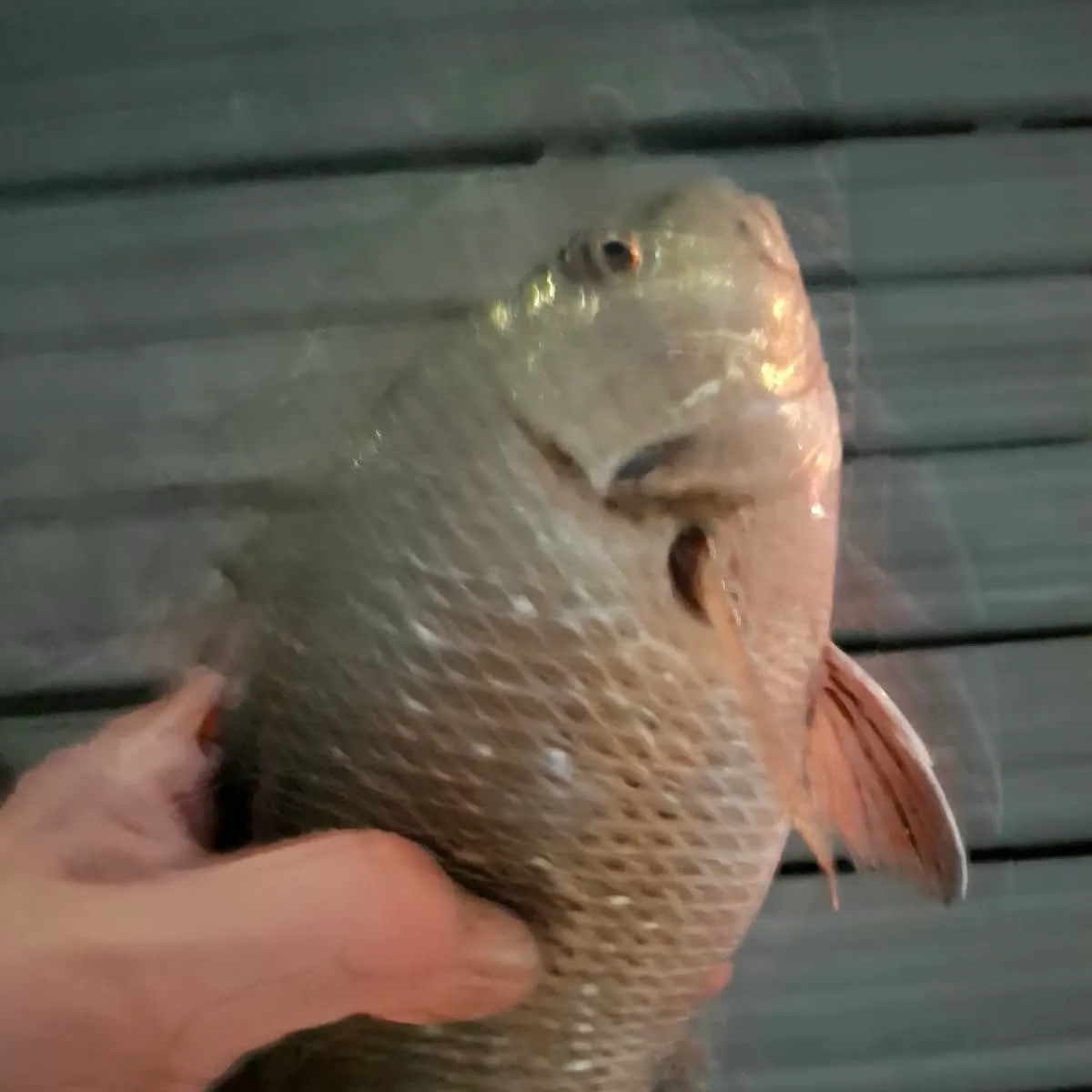 Grass emperor caught on Fishbrain