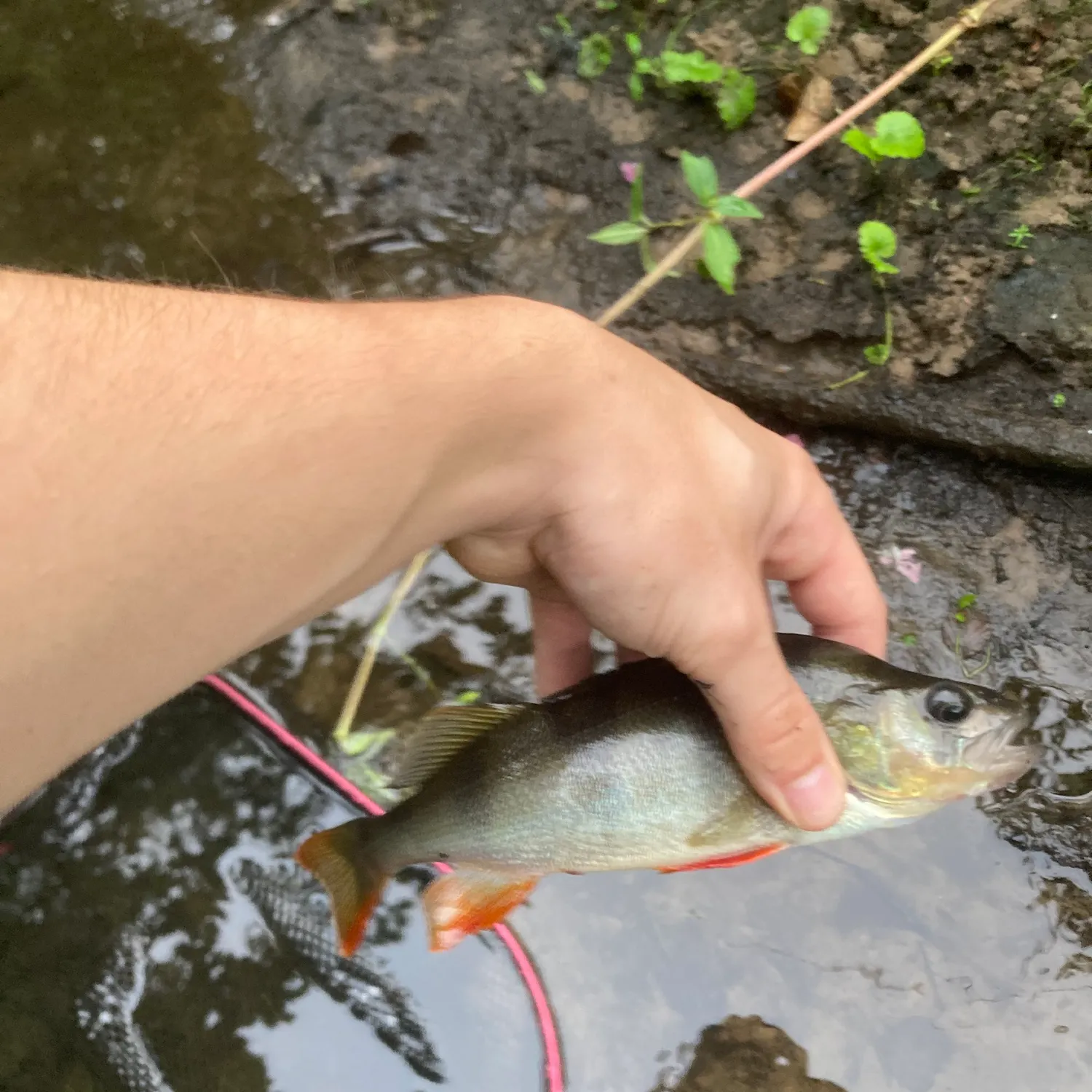 European perch caught on Fishbrain
