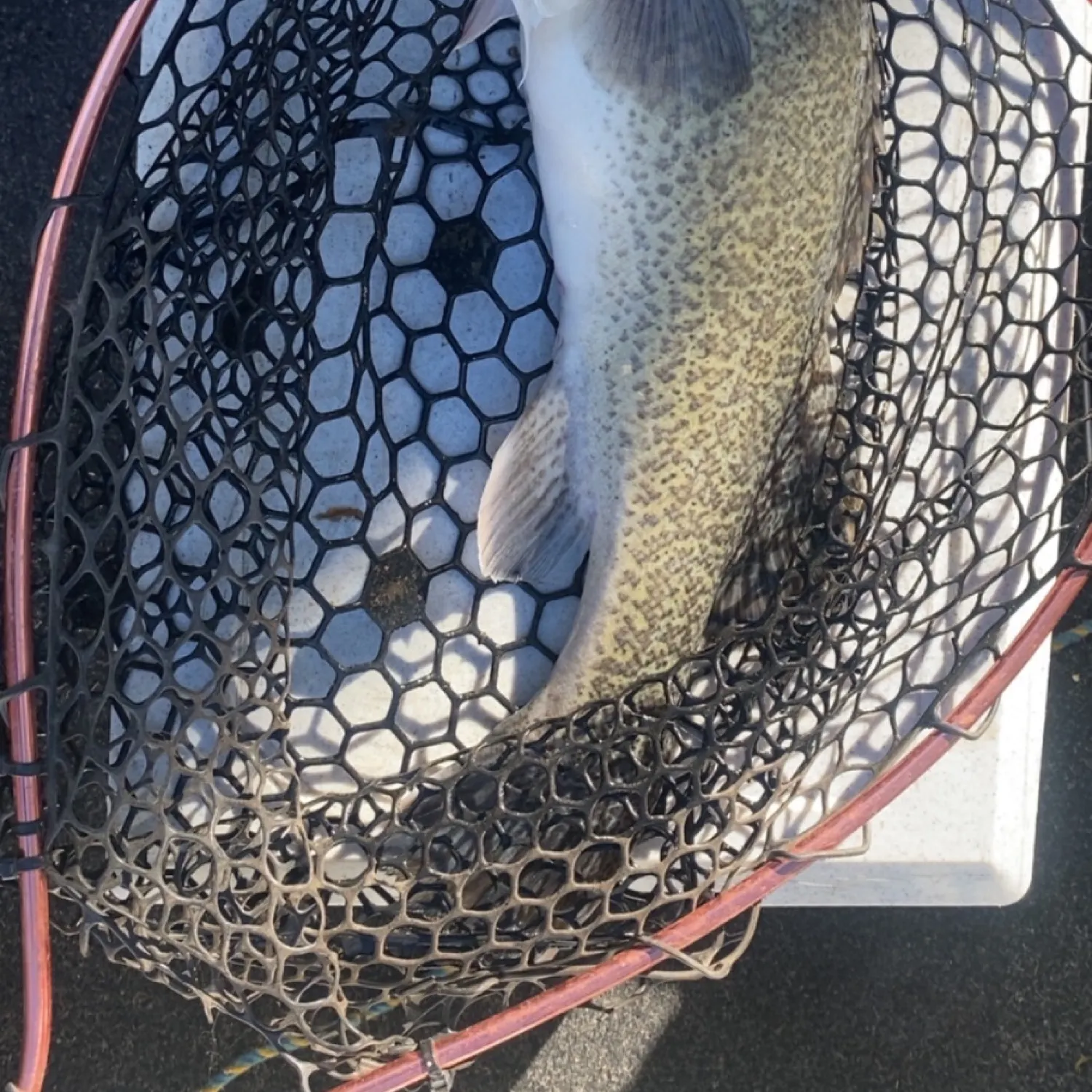 The most recent Murray cod catches on Fishbrain