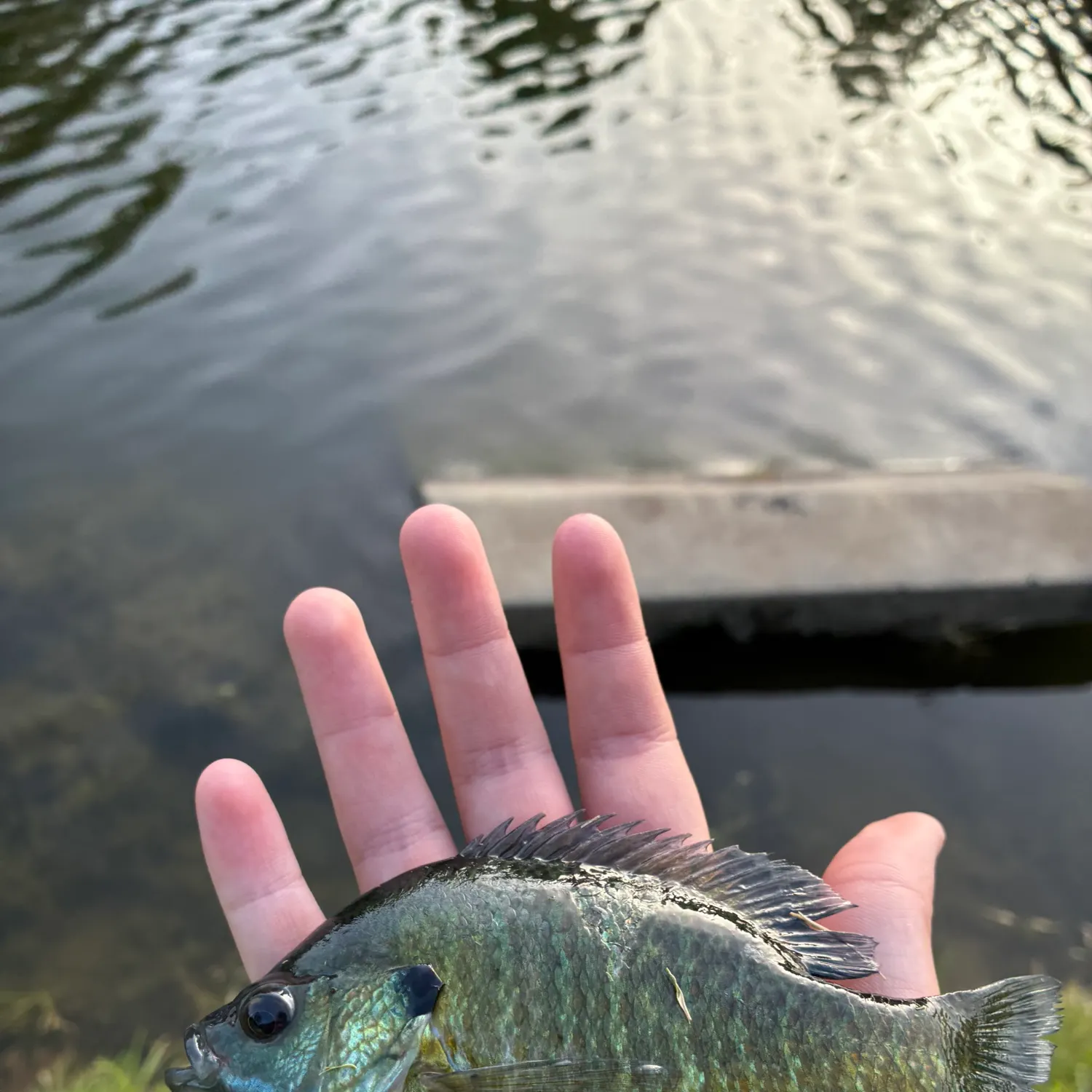 Bluegill caught on Fishbrain