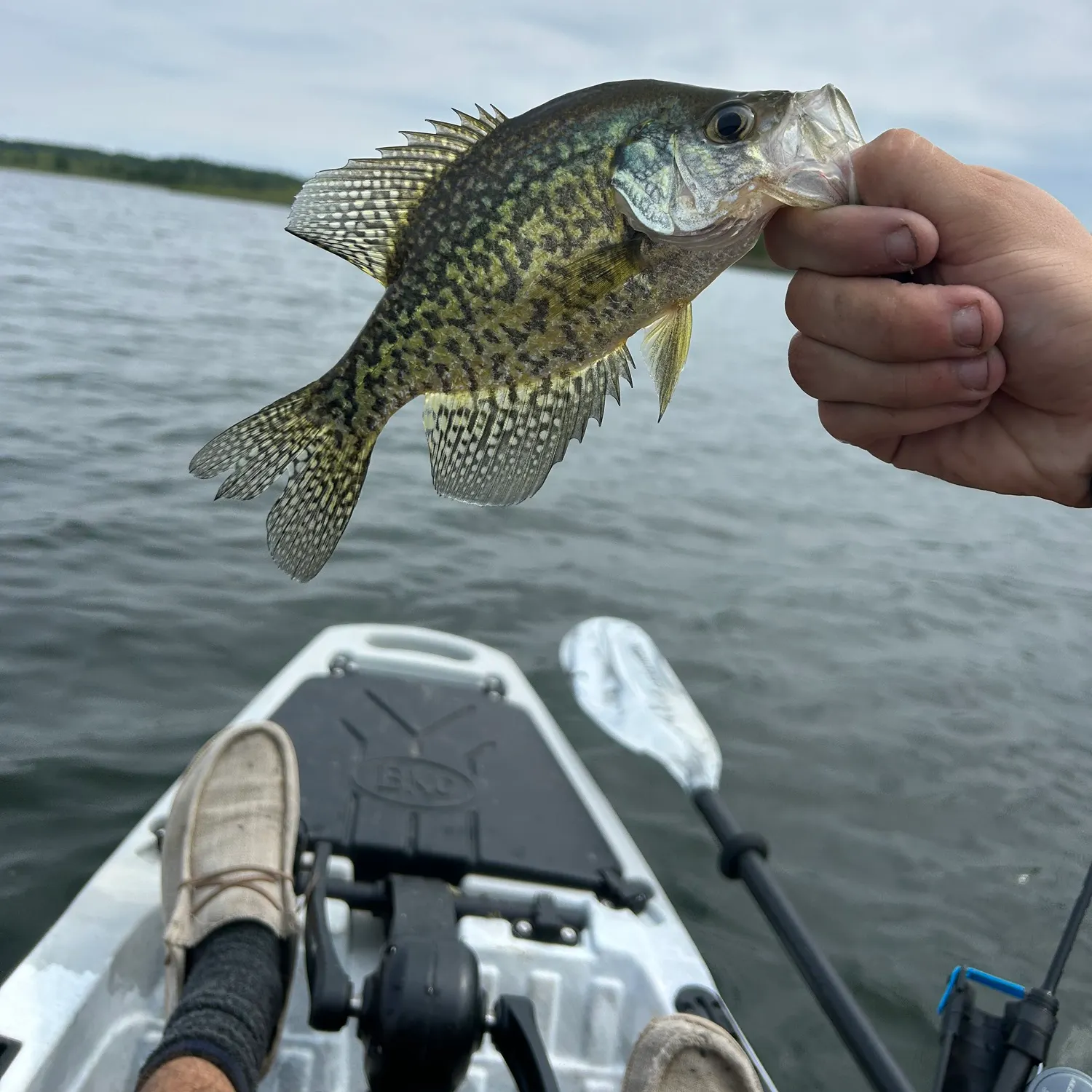 Black crappie caught on Fishbrain