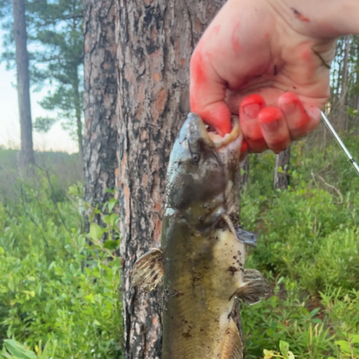 catch