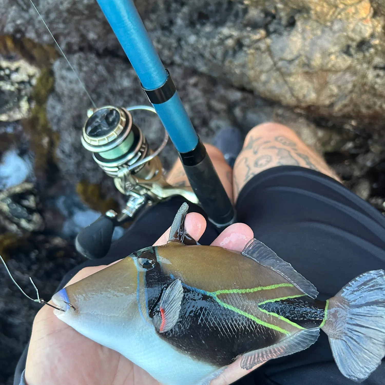 The most recent Wedge-tail triggerfish catches on Fishbrain