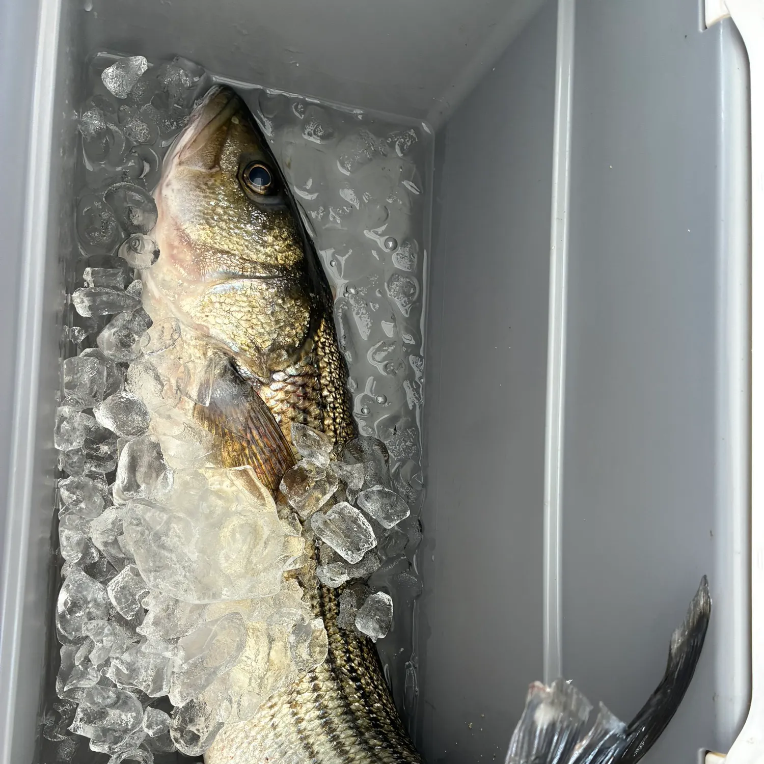 Striped bass caught on Fishbrain