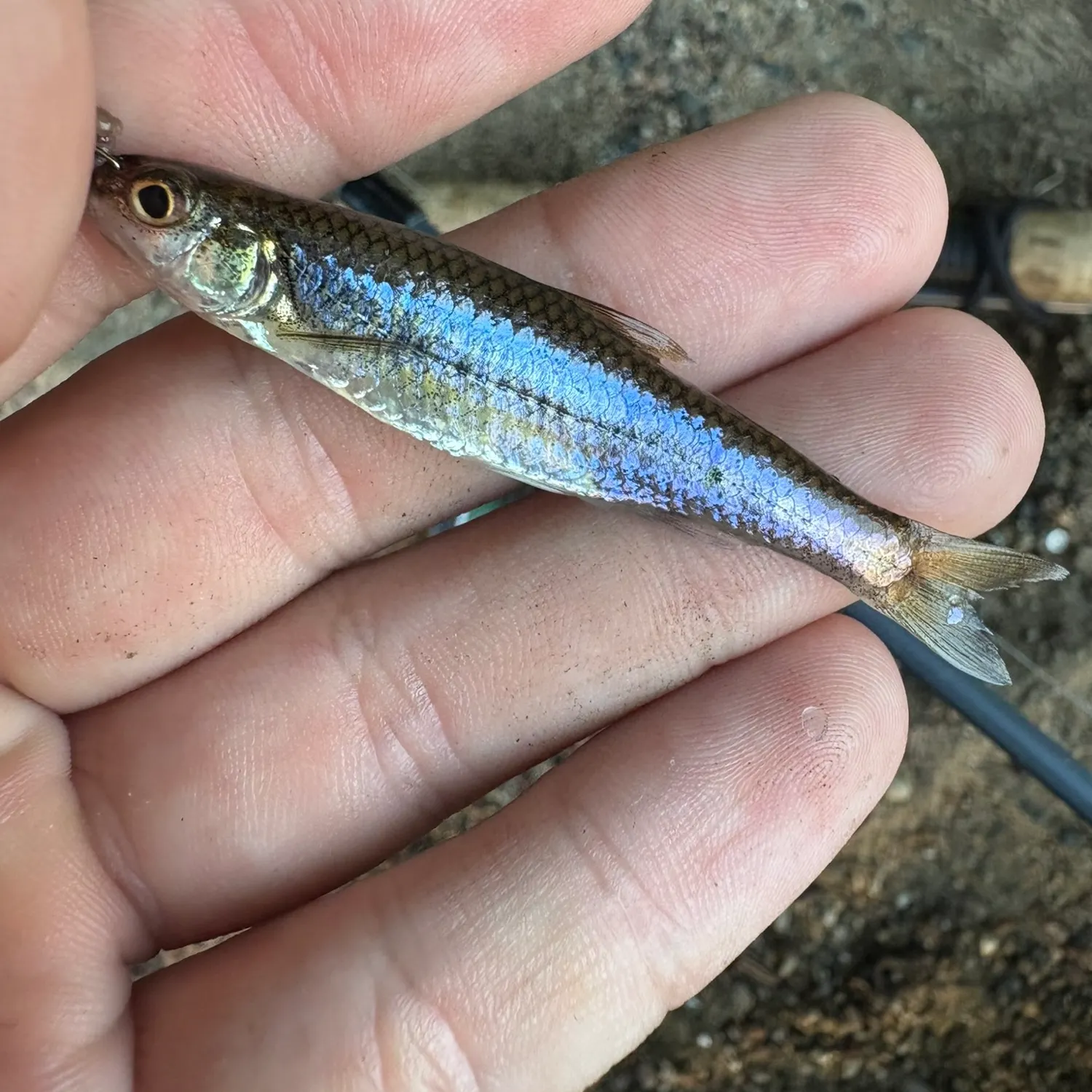 The most recent Mimic shiner catches on Fishbrain