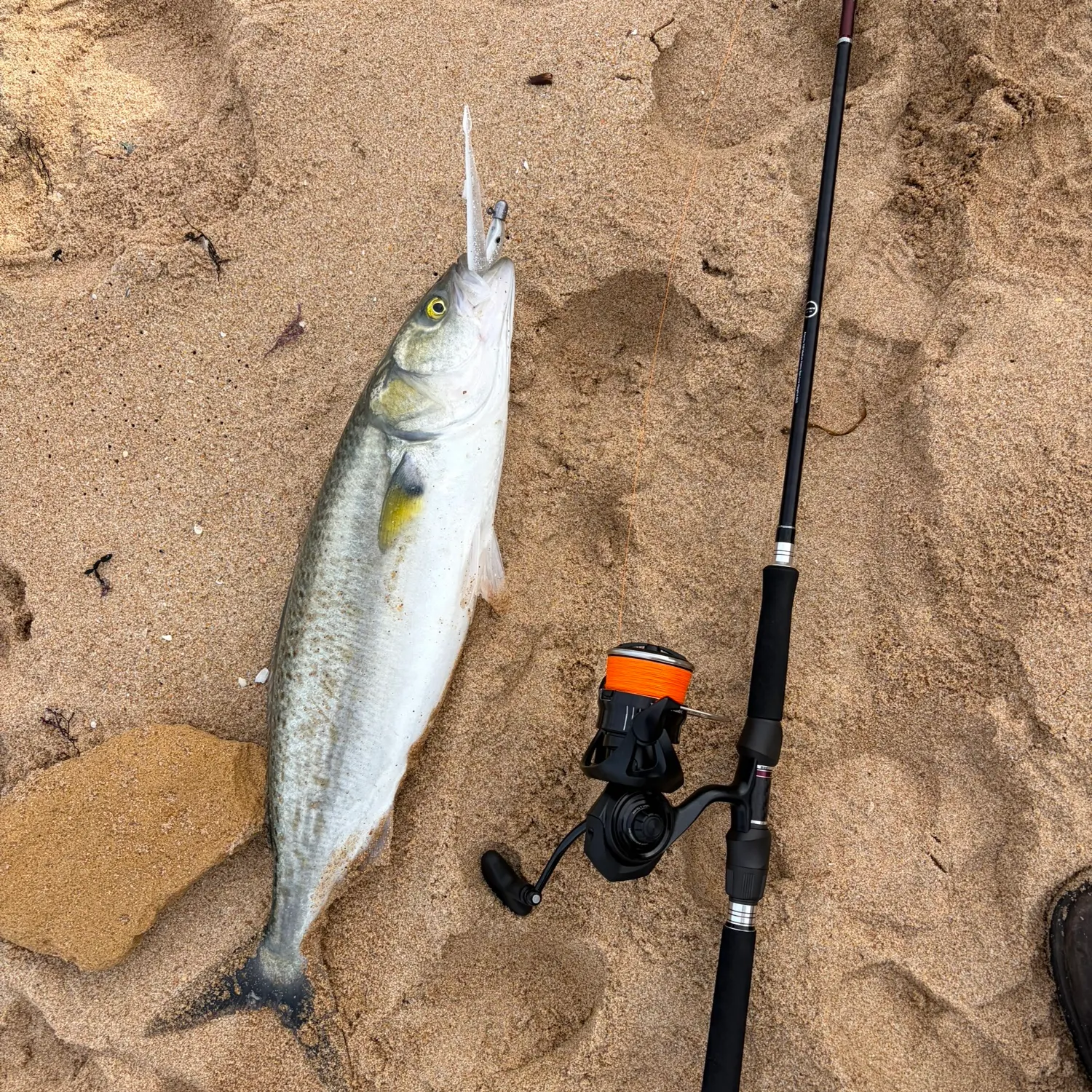Eastern Australian salmon caught on Fishbrain