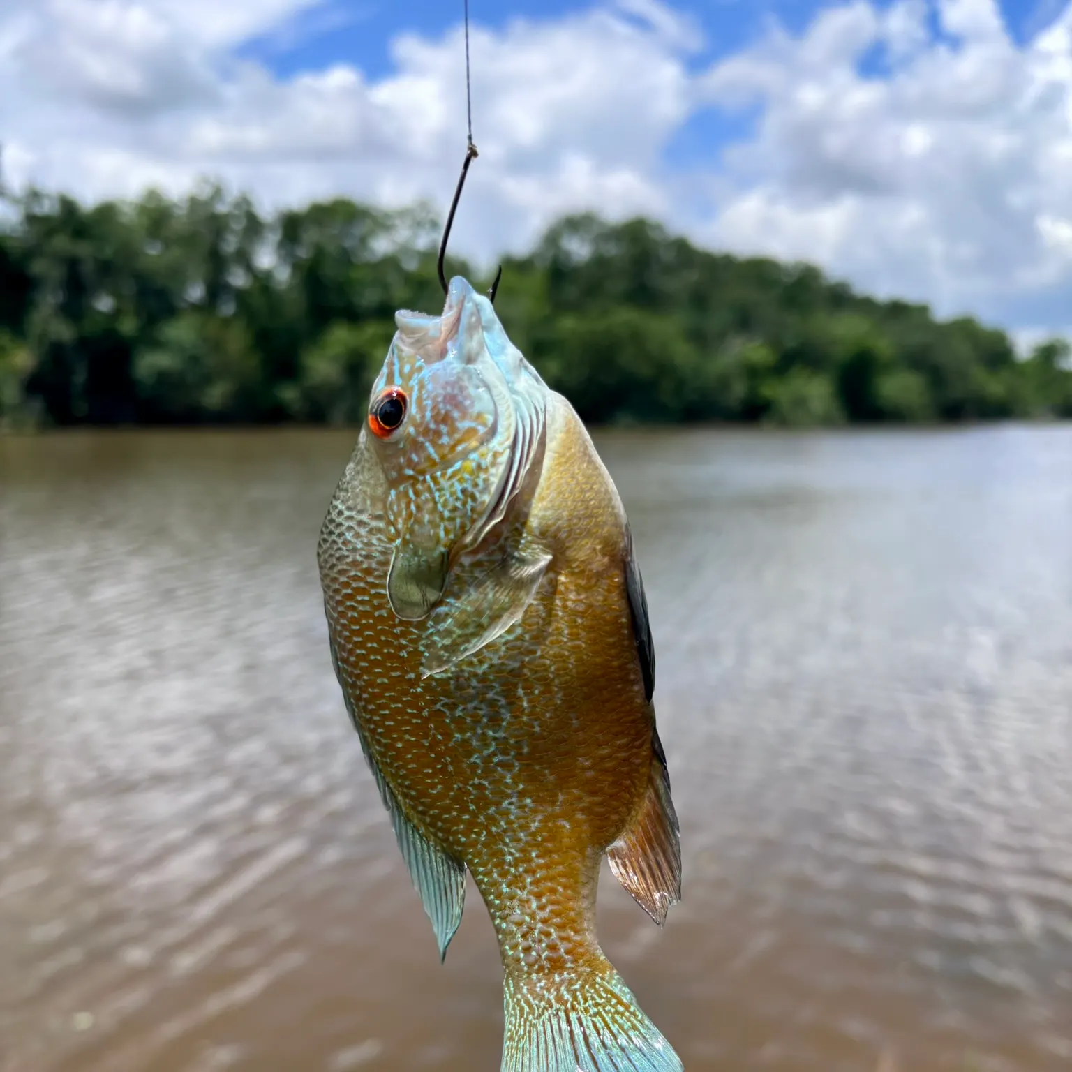 Fishing in Alvin, TX (United States)  Find Spots, Species & Tips