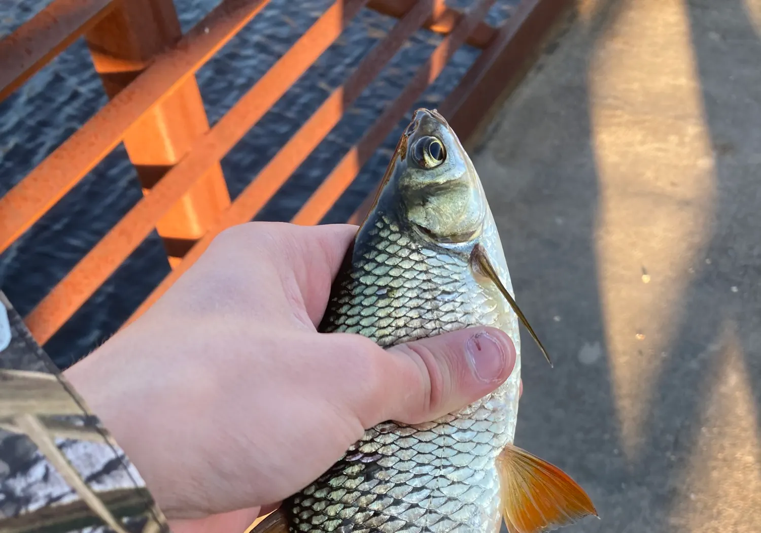 Golden shiner