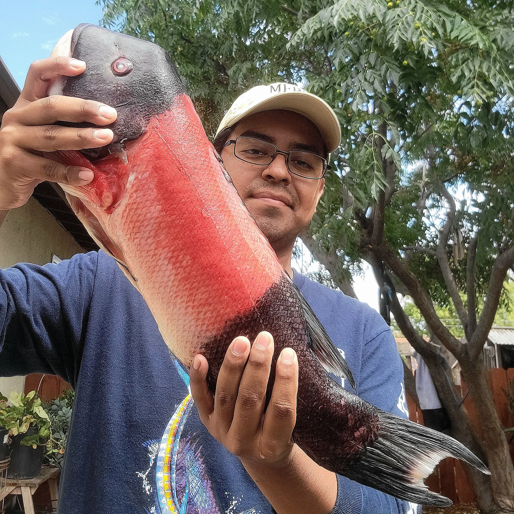 California sheephead caught on Fishbrain