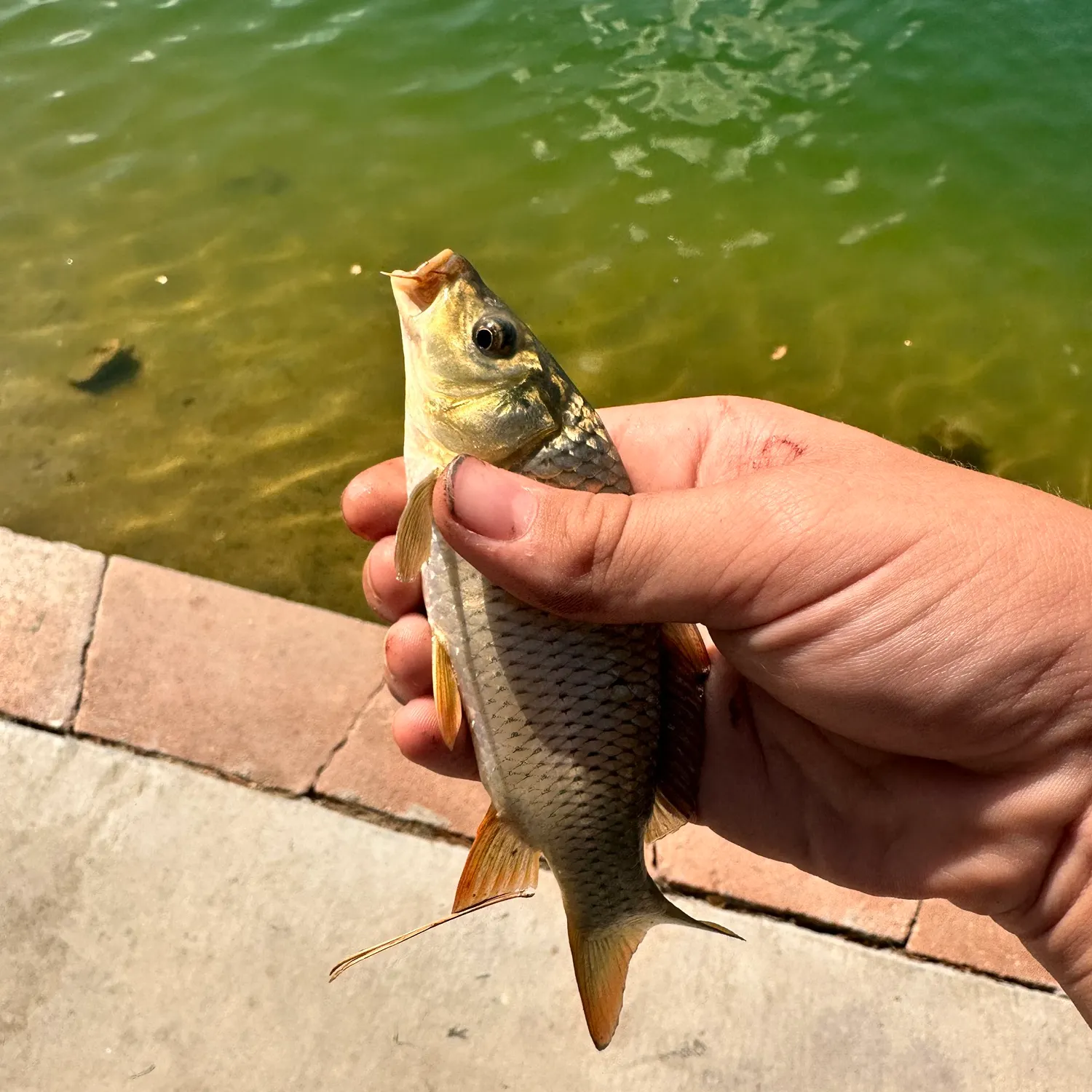 Common carp caught on Fishbrain