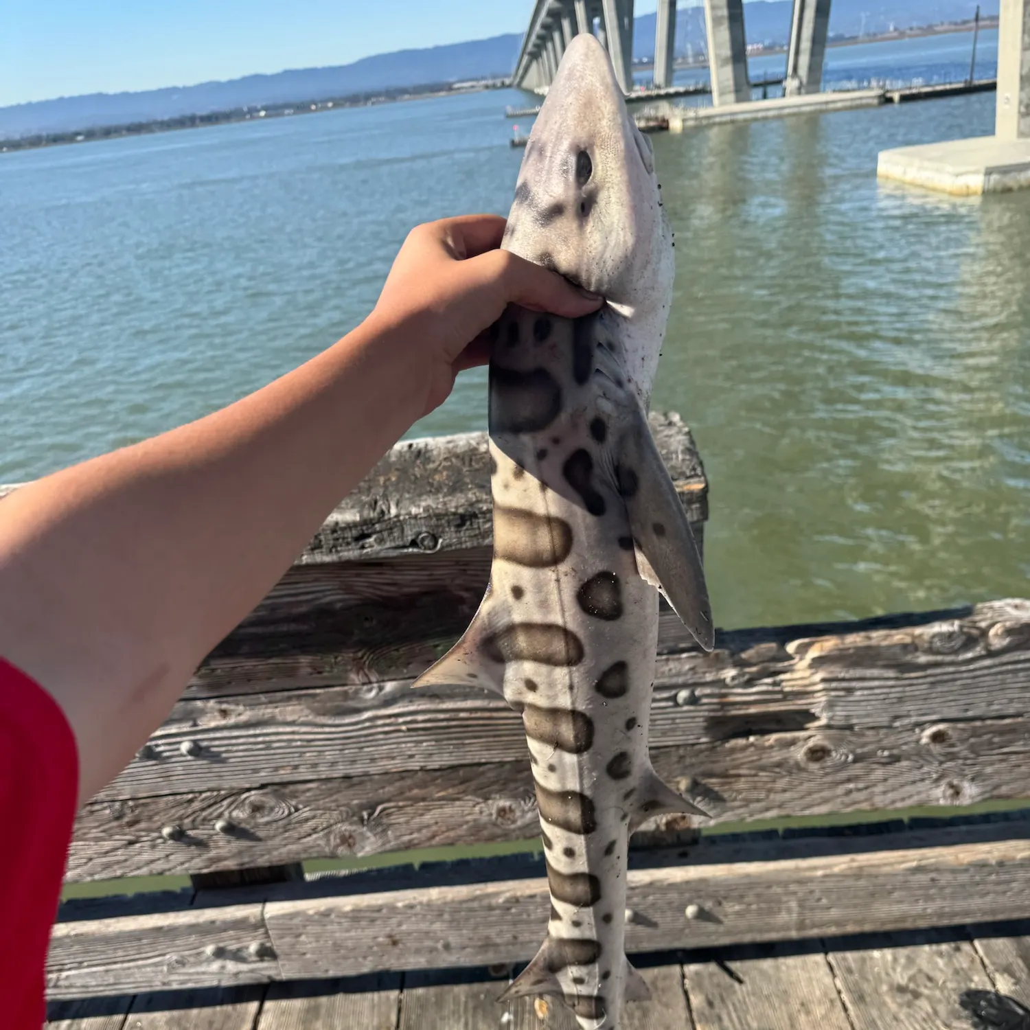 Leopard shark caught on Fishbrain