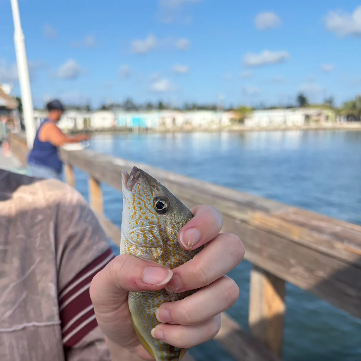 Pinfish caught on Fishbrain