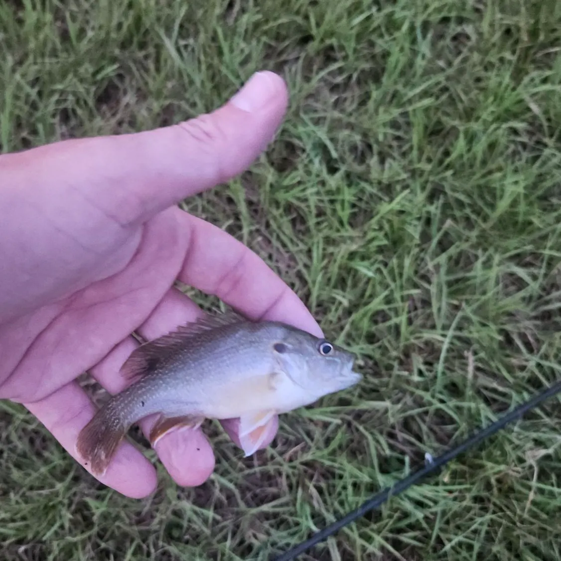 Green sunfish caught on Fishbrain