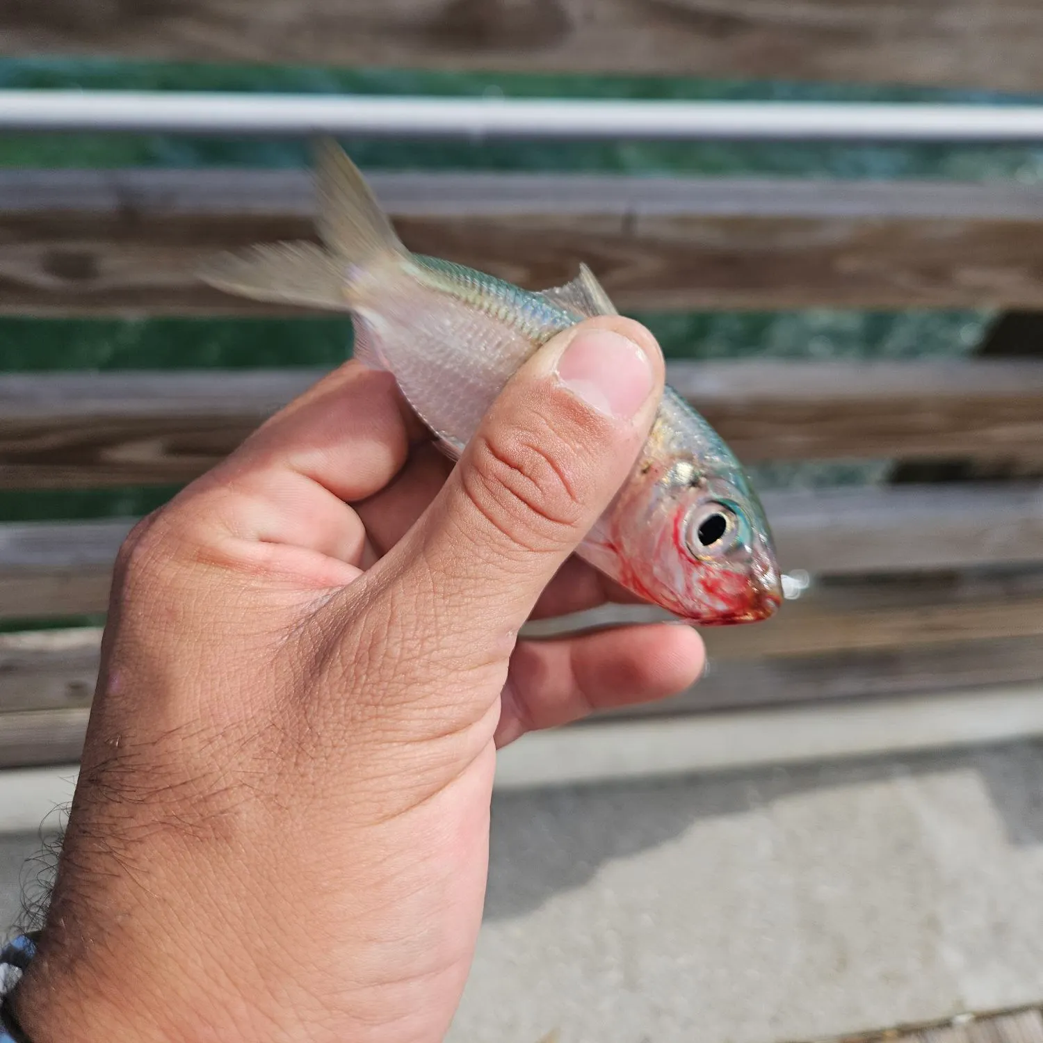 The most recent Round sardinella catches on Fishbrain