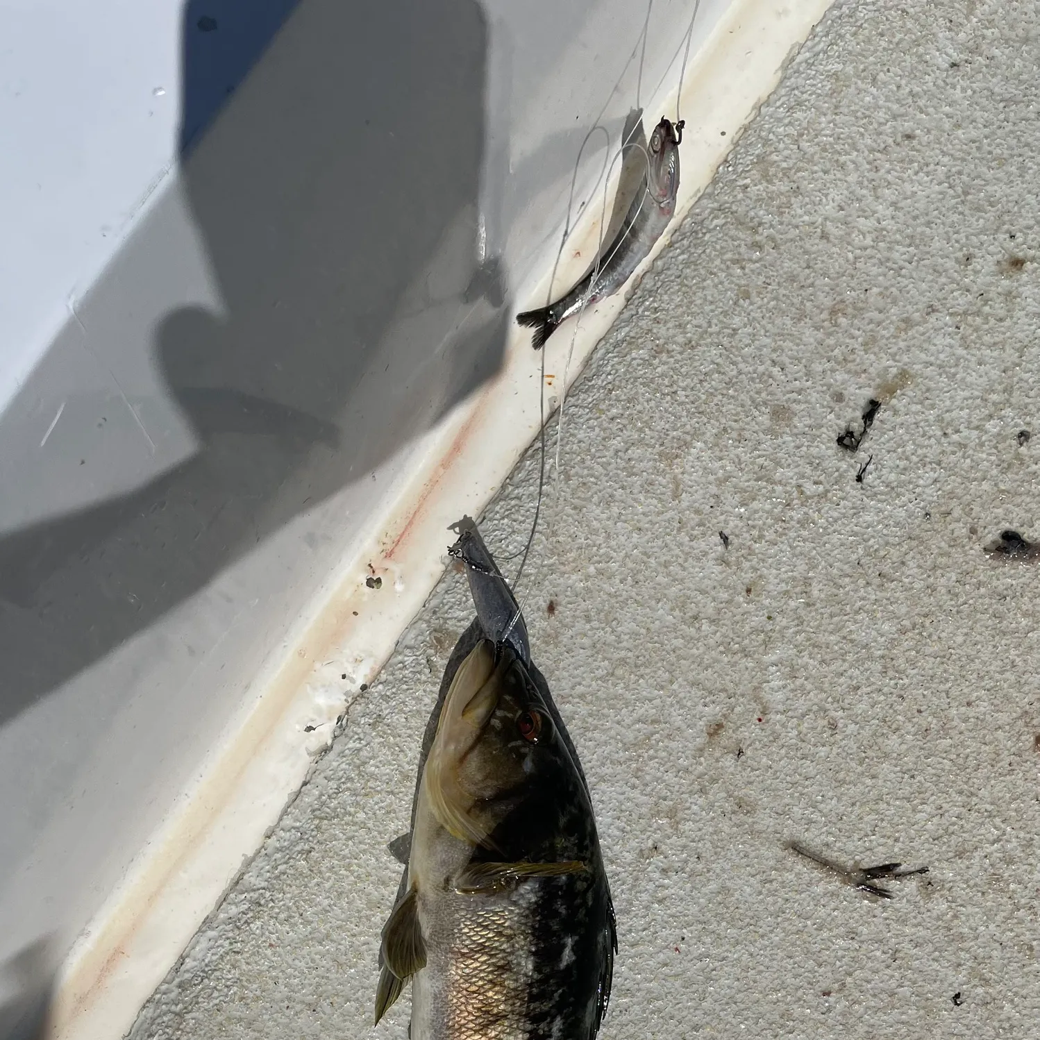 The most recent Kelp bass catches on Fishbrain