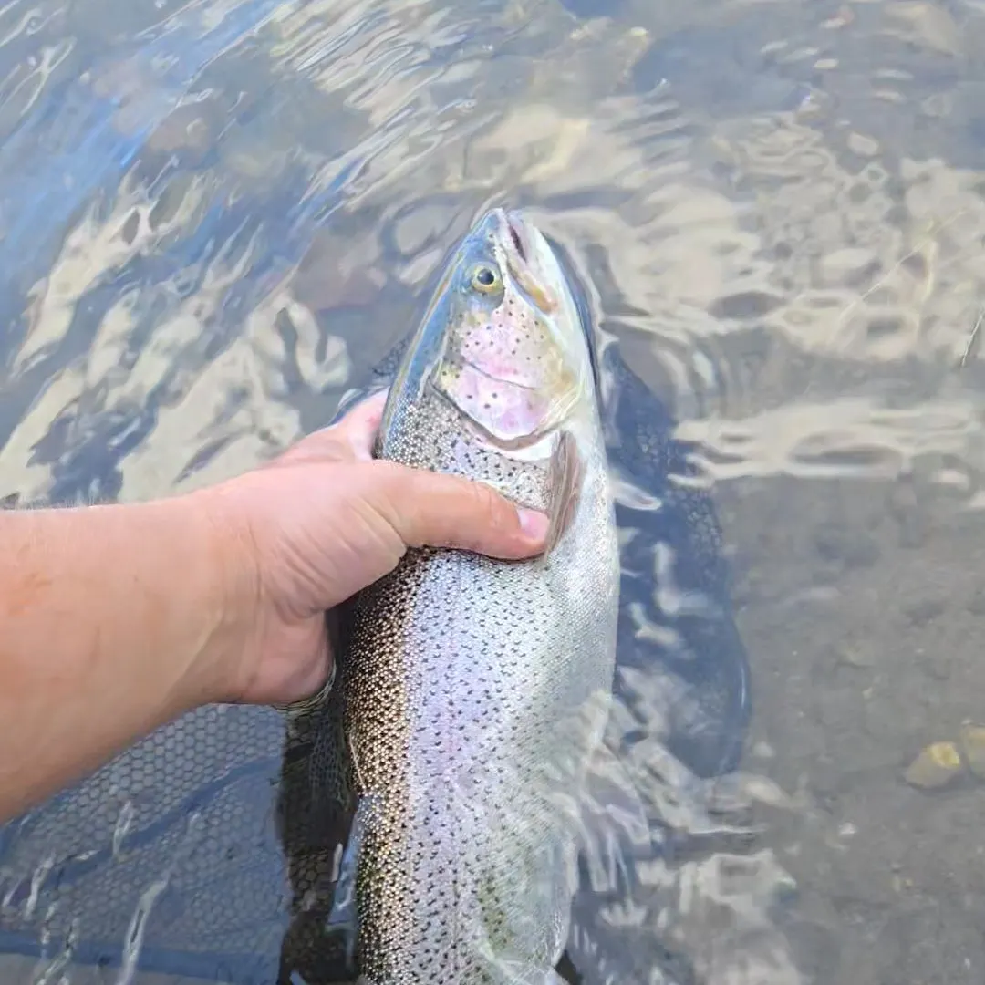 Rainbow trout caught on Fishbrain