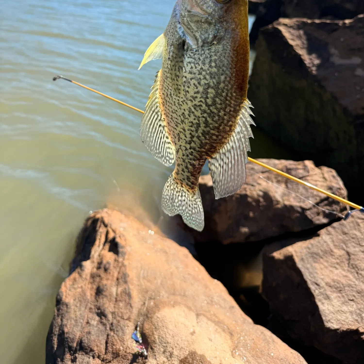 Black crappie caught on Fishbrain